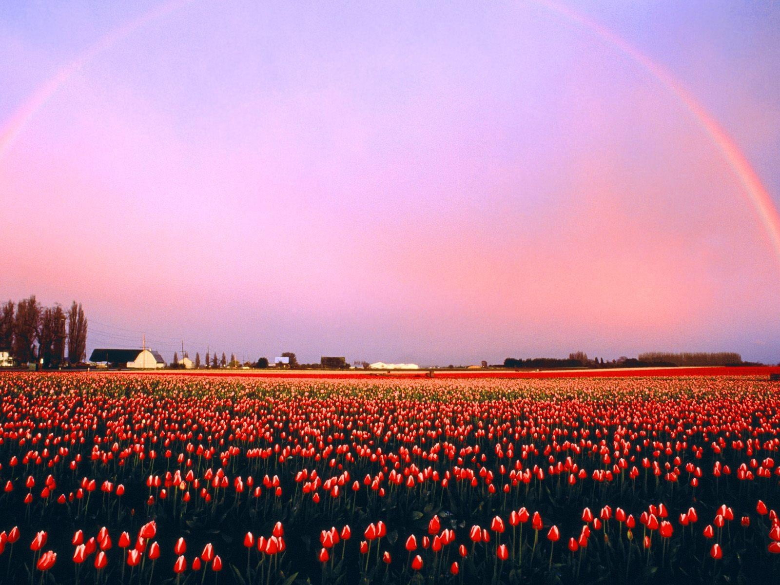 red tulip flower field, tulips, flowers, plantation, sunset, rainbow