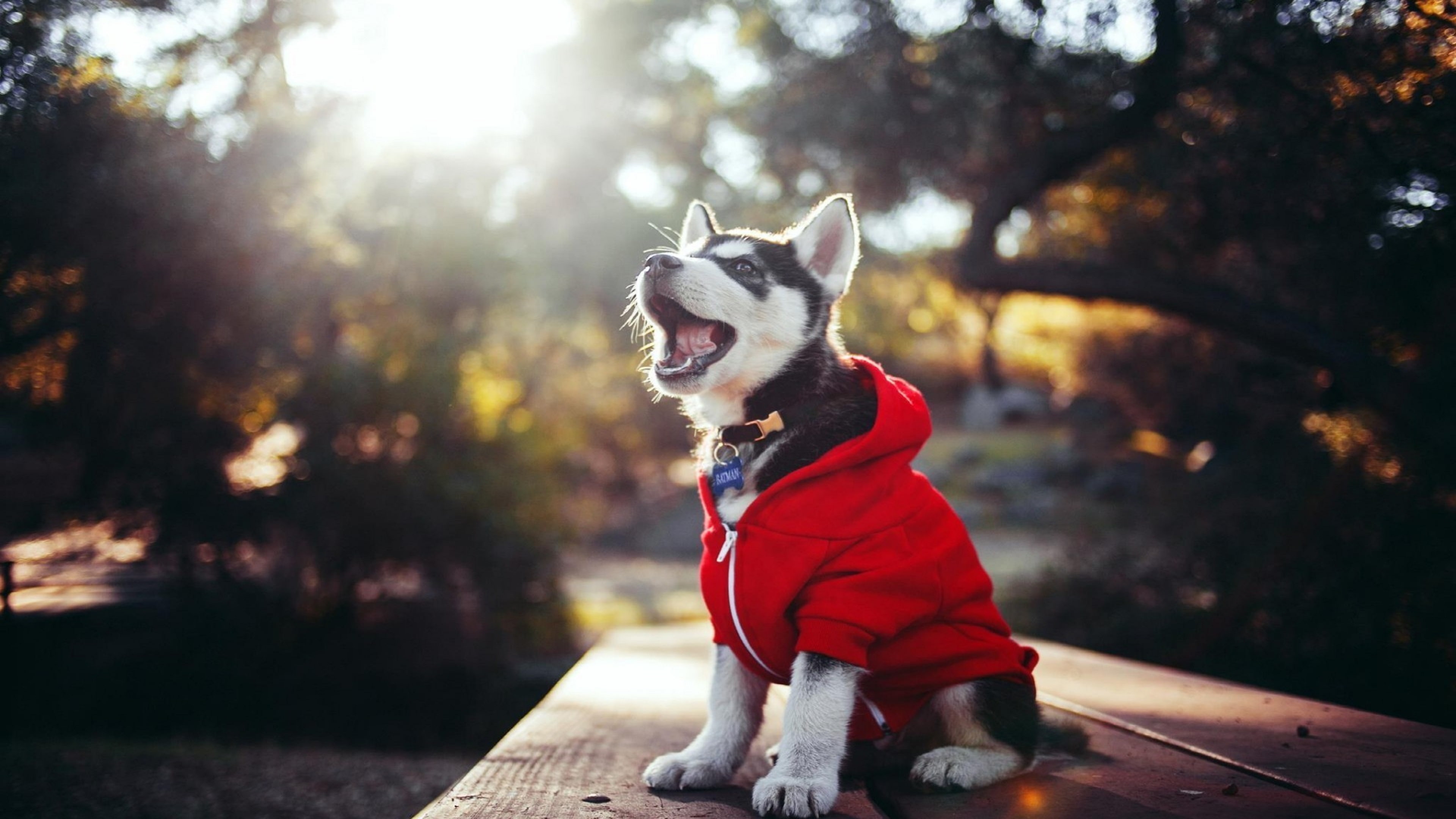 red coat, clothing, photograph, dog, tree, autumn, fun, sunlight