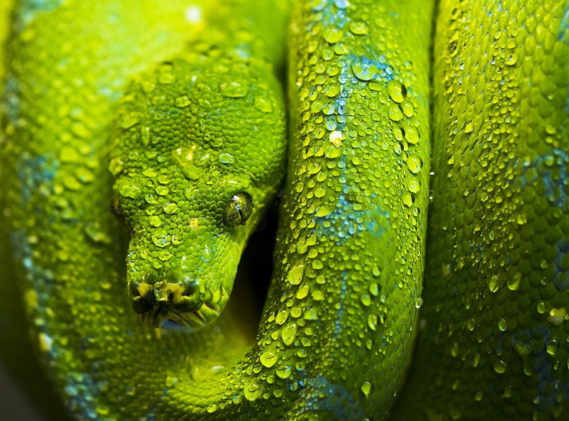 Reptiles, Python