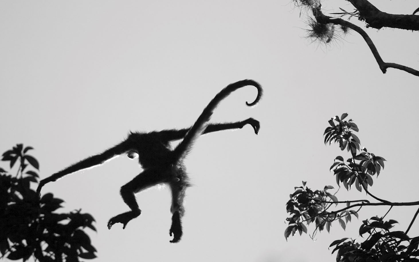 monkey