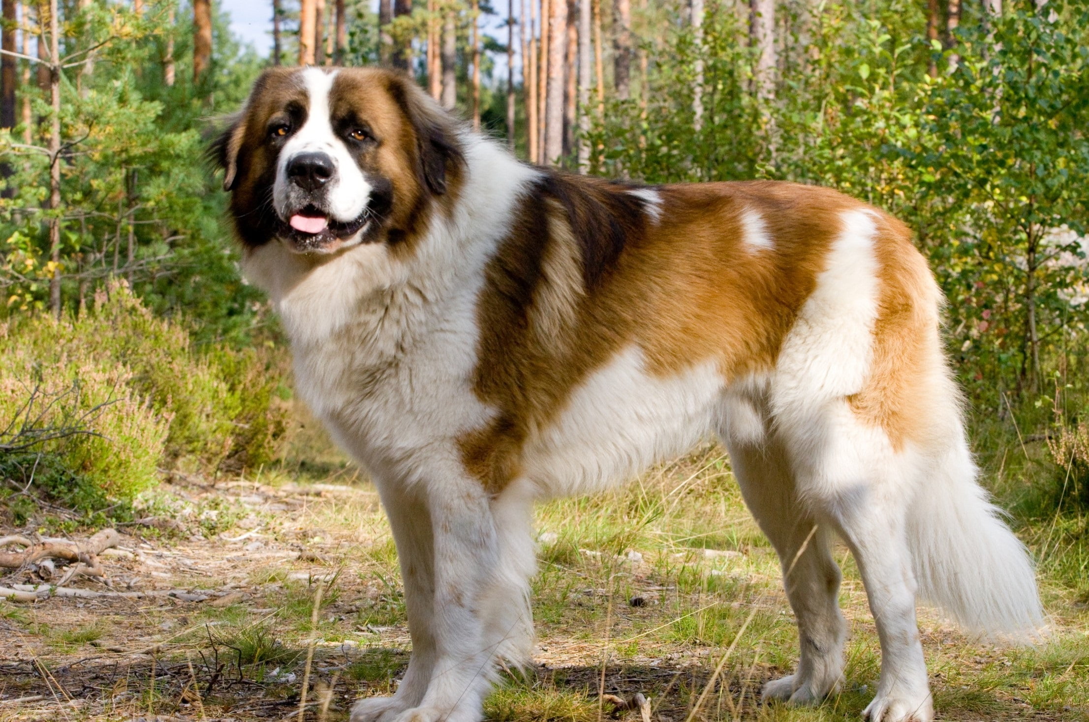 brown and white Estrela mountain dog, forest., guard, Moscow