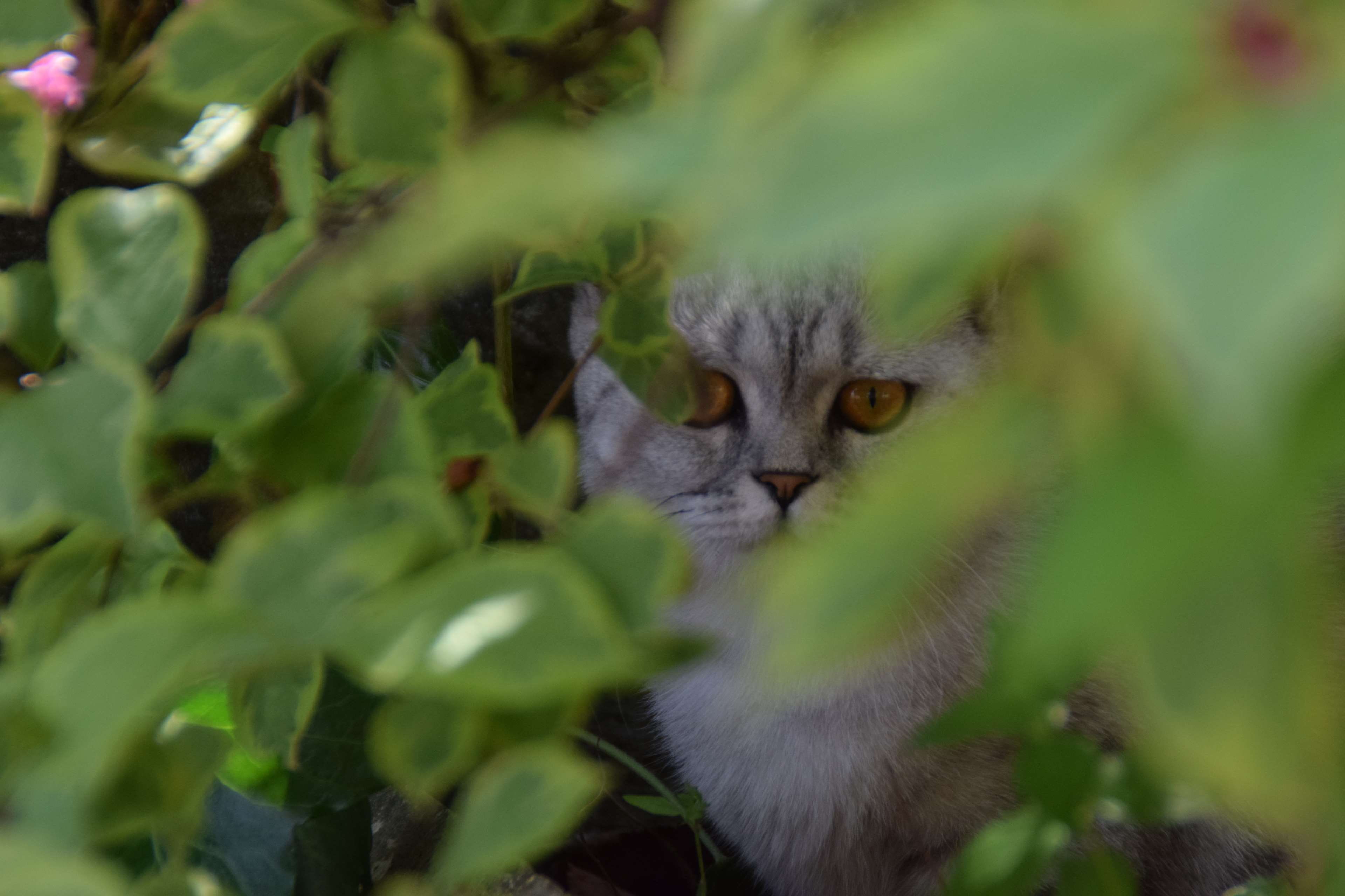 animal, animal photography, animal portrait, cat, hidden cat