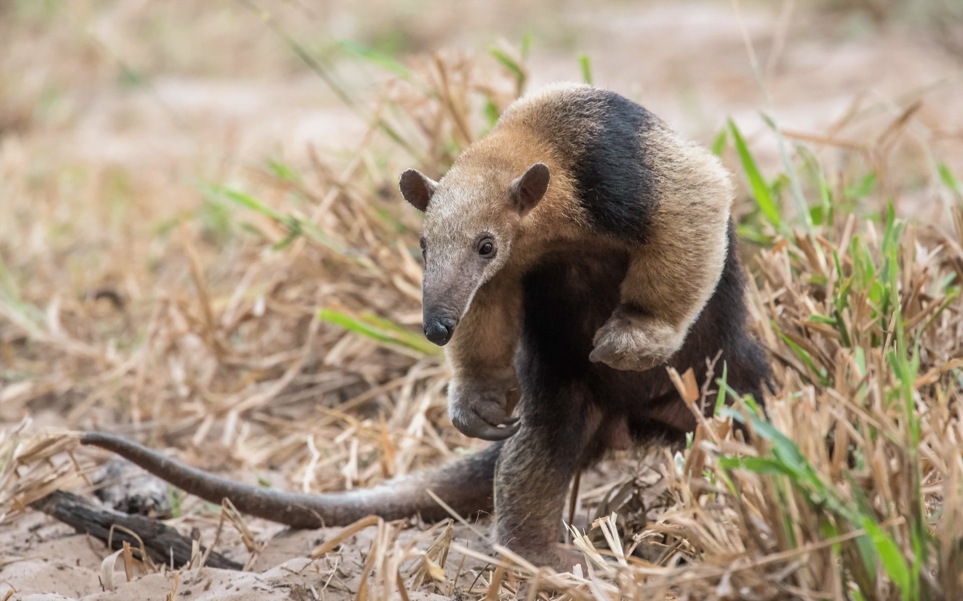 Brazil, Anteater, Southern Pantanal