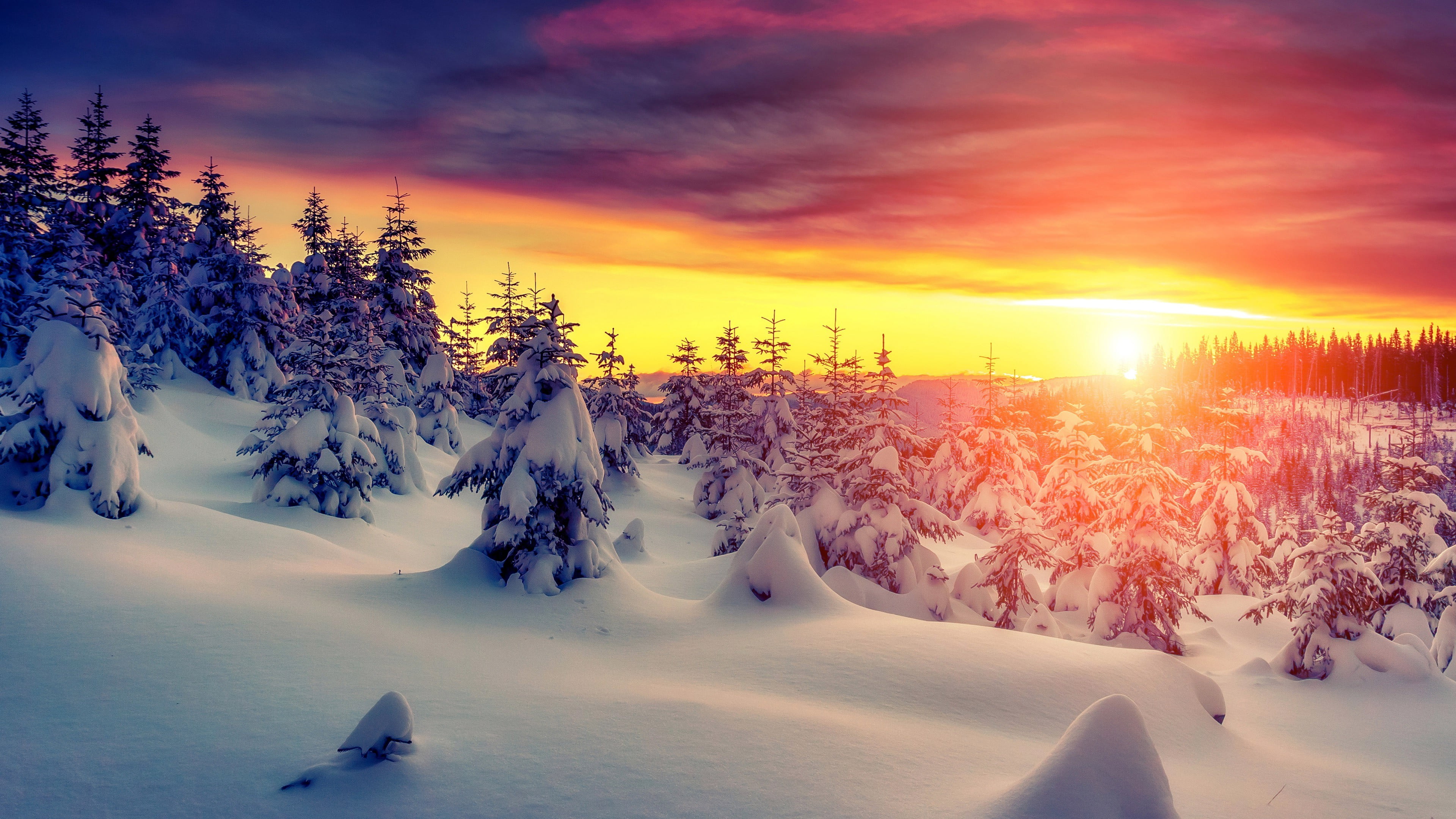 green pine trees, landscape, snow, sunset, cold temperature, winter