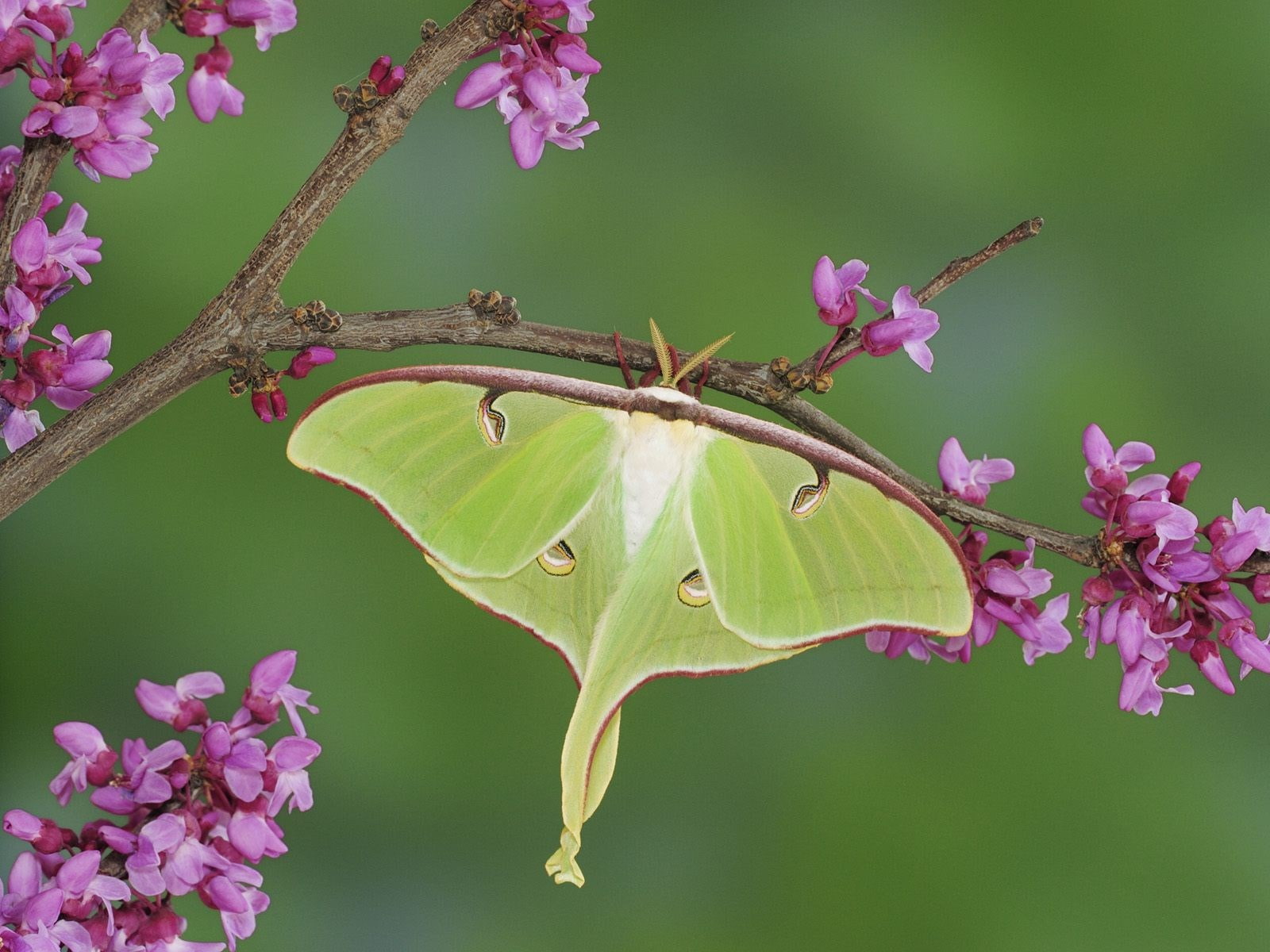 moth