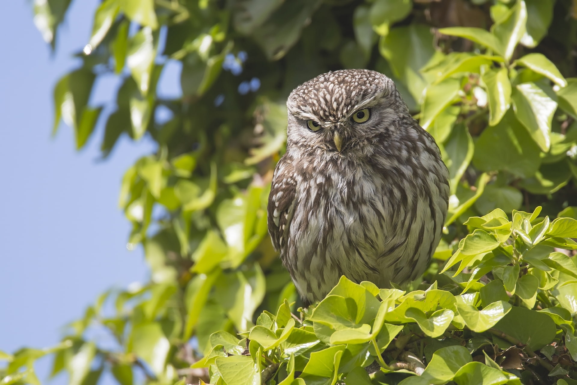 leaves, branches, owl, bird, The little owl