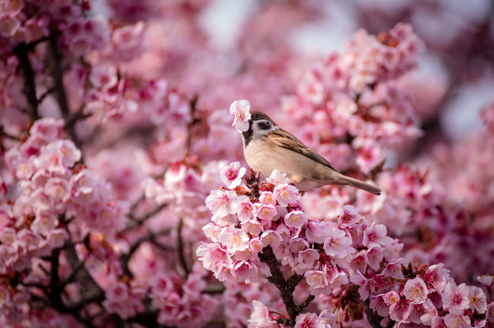 house sparrow, flowers, nature, bird, spring, Cherry, pink, pink color