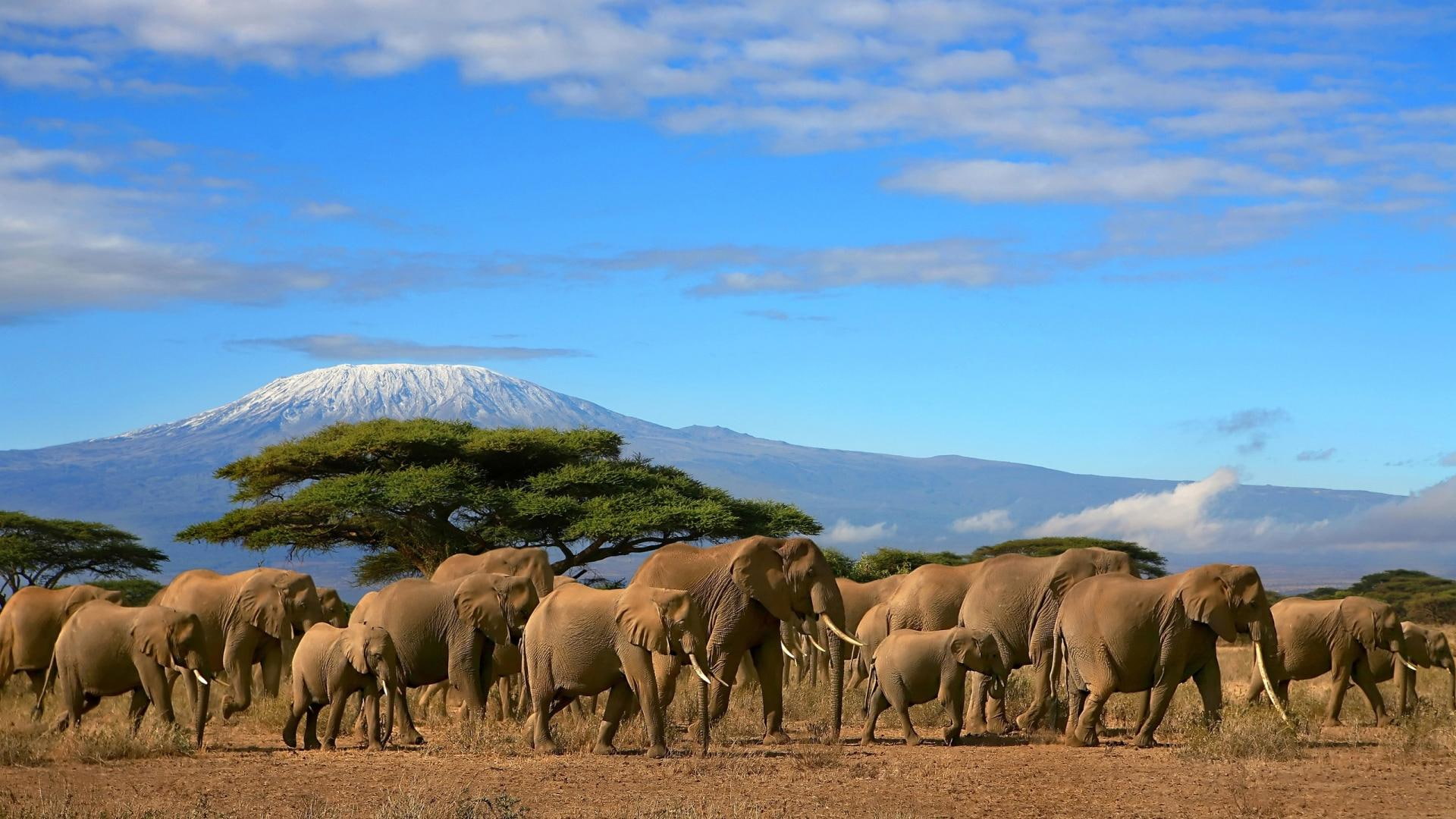 Gorgeous Herd Of Elephants, wildlife, animals, deserts