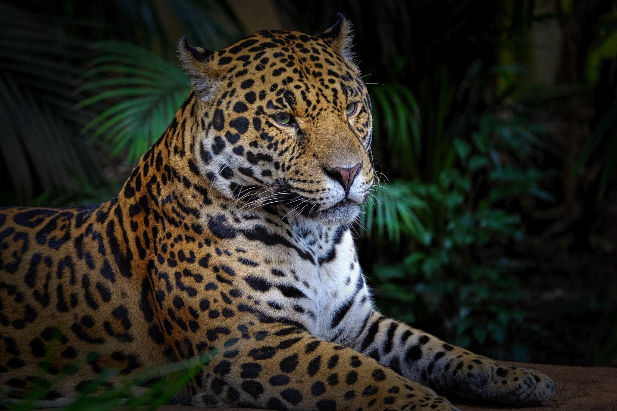 leopard