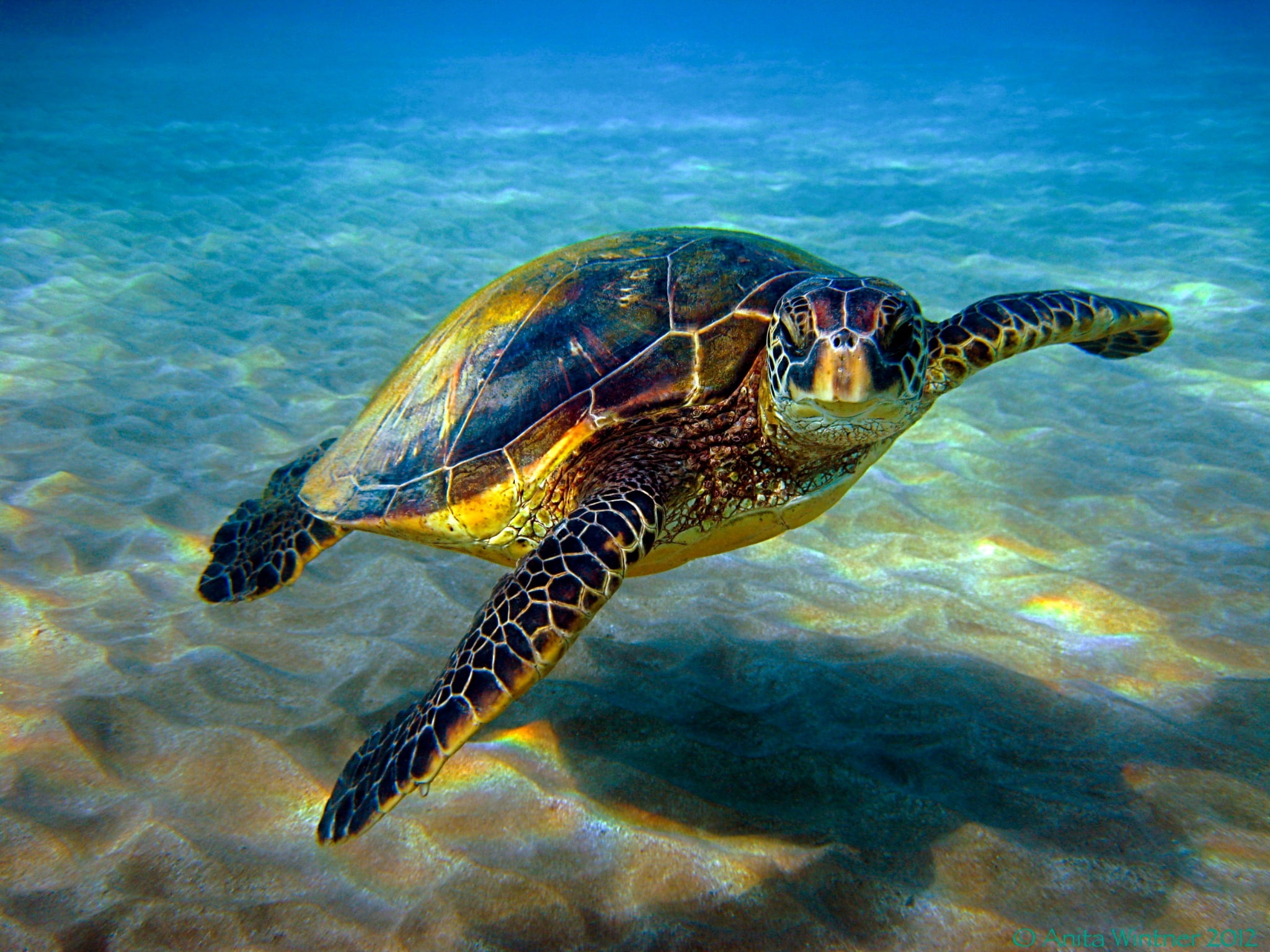 turtle  desktop  downloads, animal themes, reptile, animal wildlife