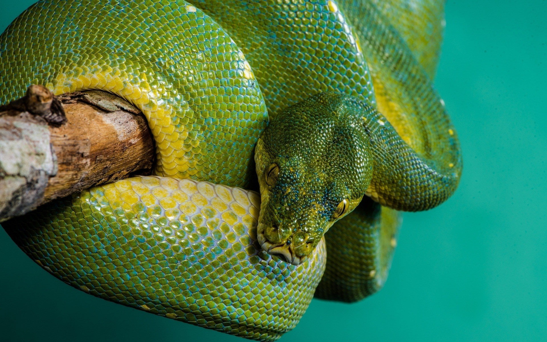 python