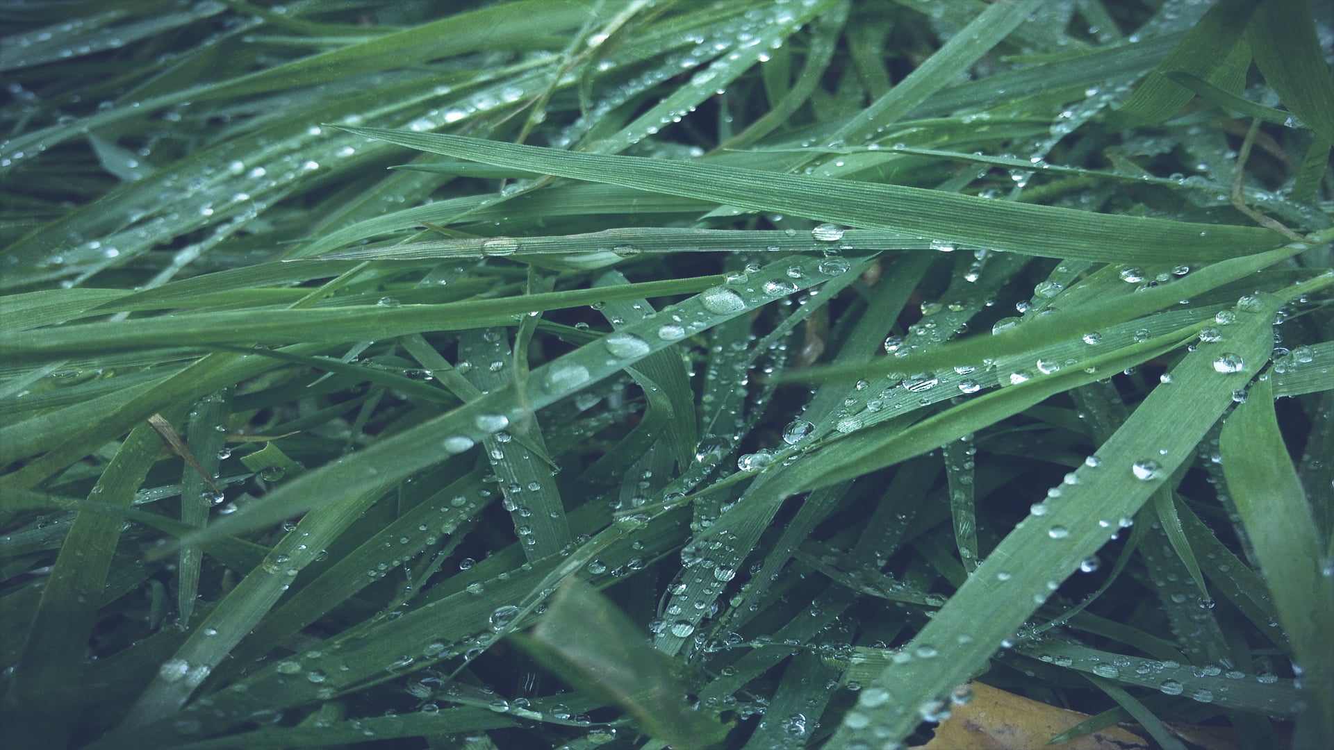green leafed grass, wet, nature, macro, backgrounds, freshness