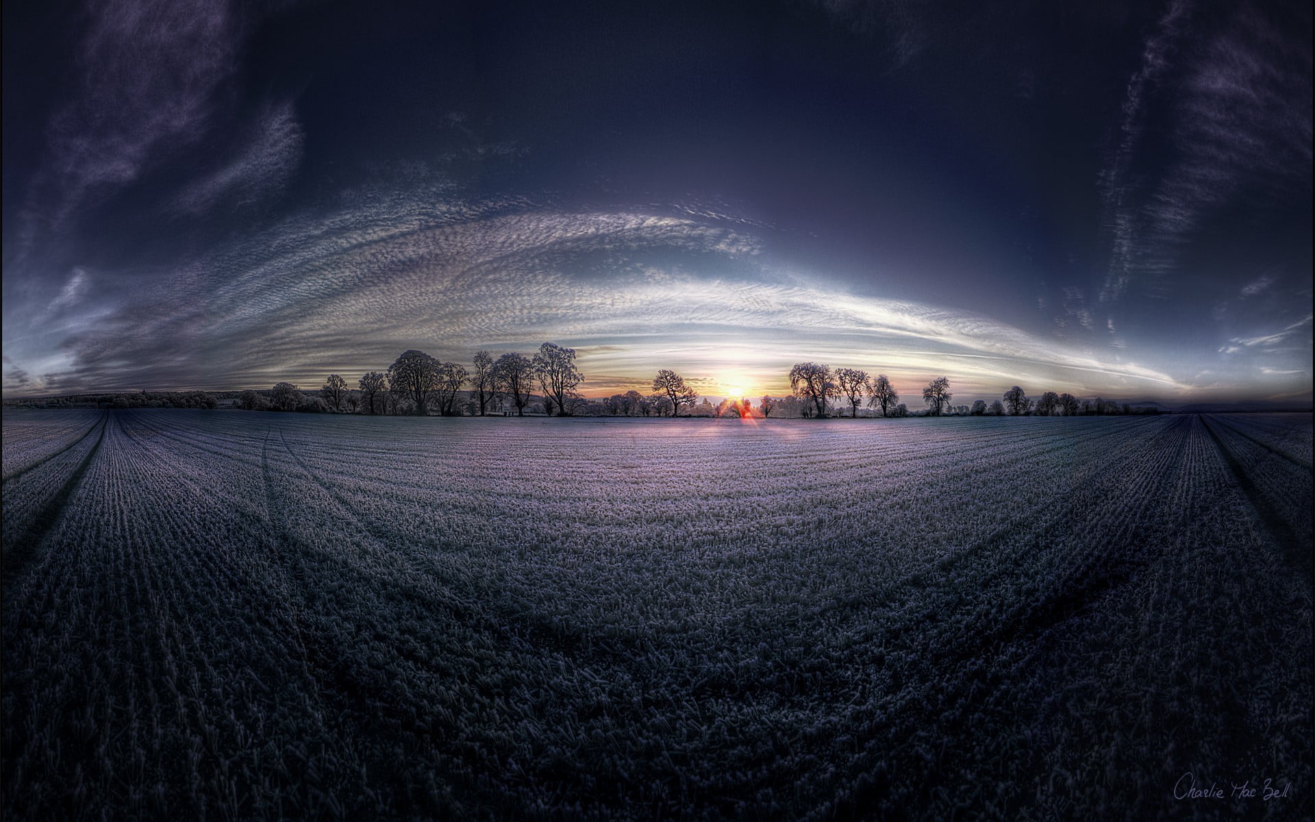 360 photography of silhouette of trees, nature, sunset, sky, digital art