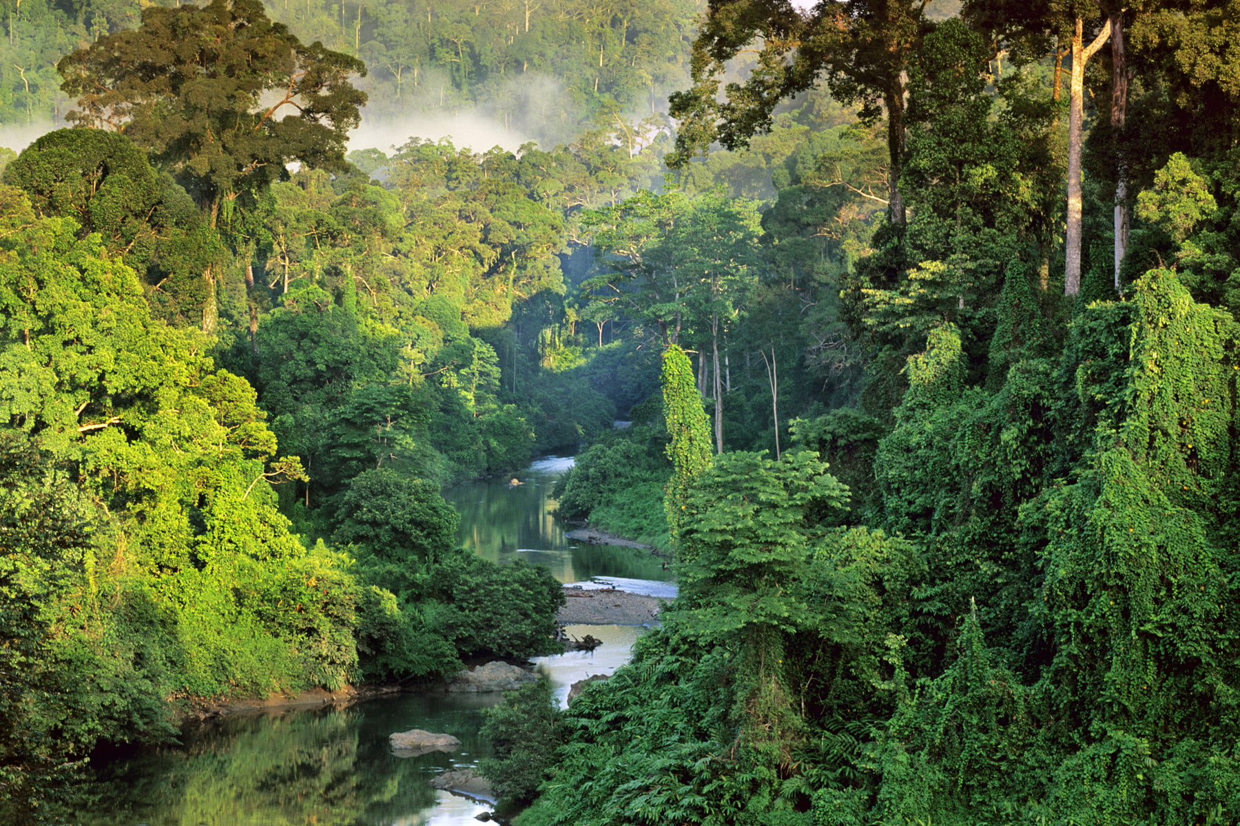 mist, Malaysia, jungle, Borneo, National Geographic, tropical forest