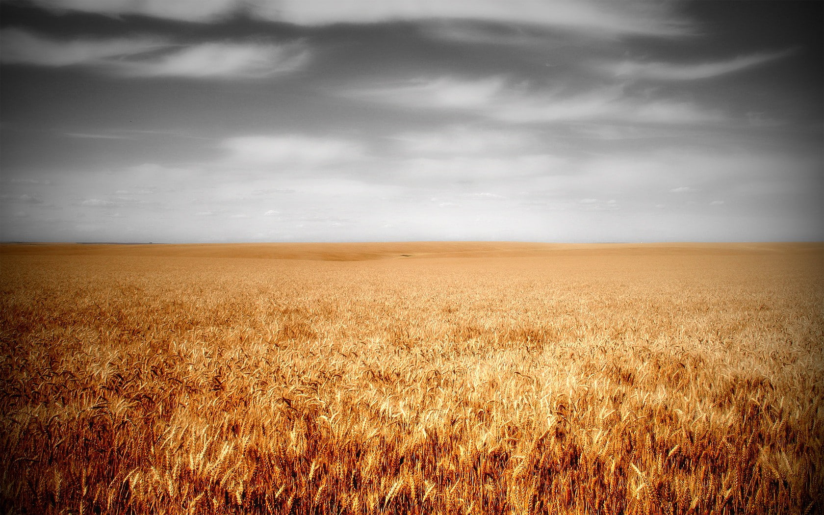 field, plants, wheat, sky, landscape, cloud - sky, agriculture