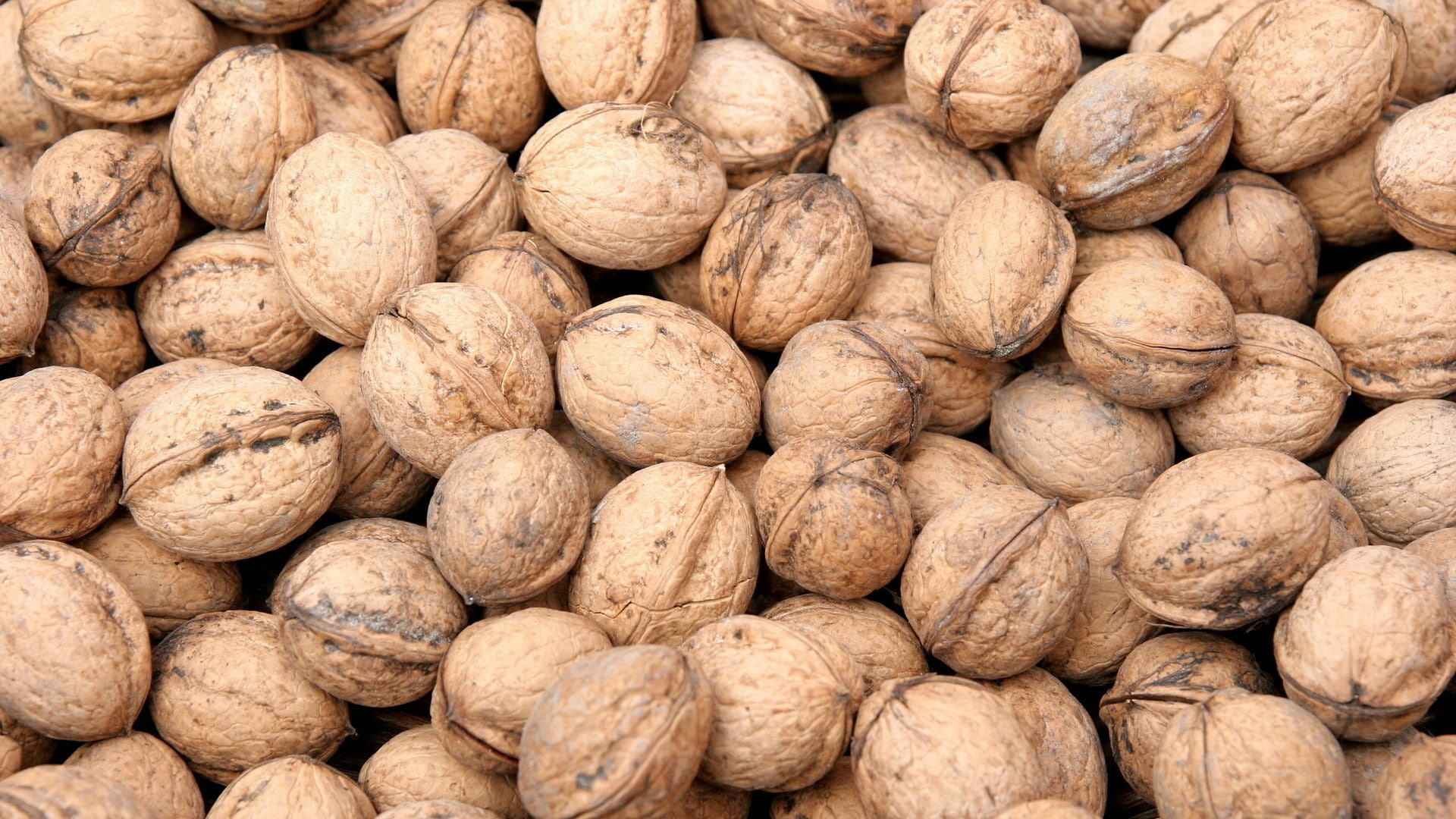 walnut