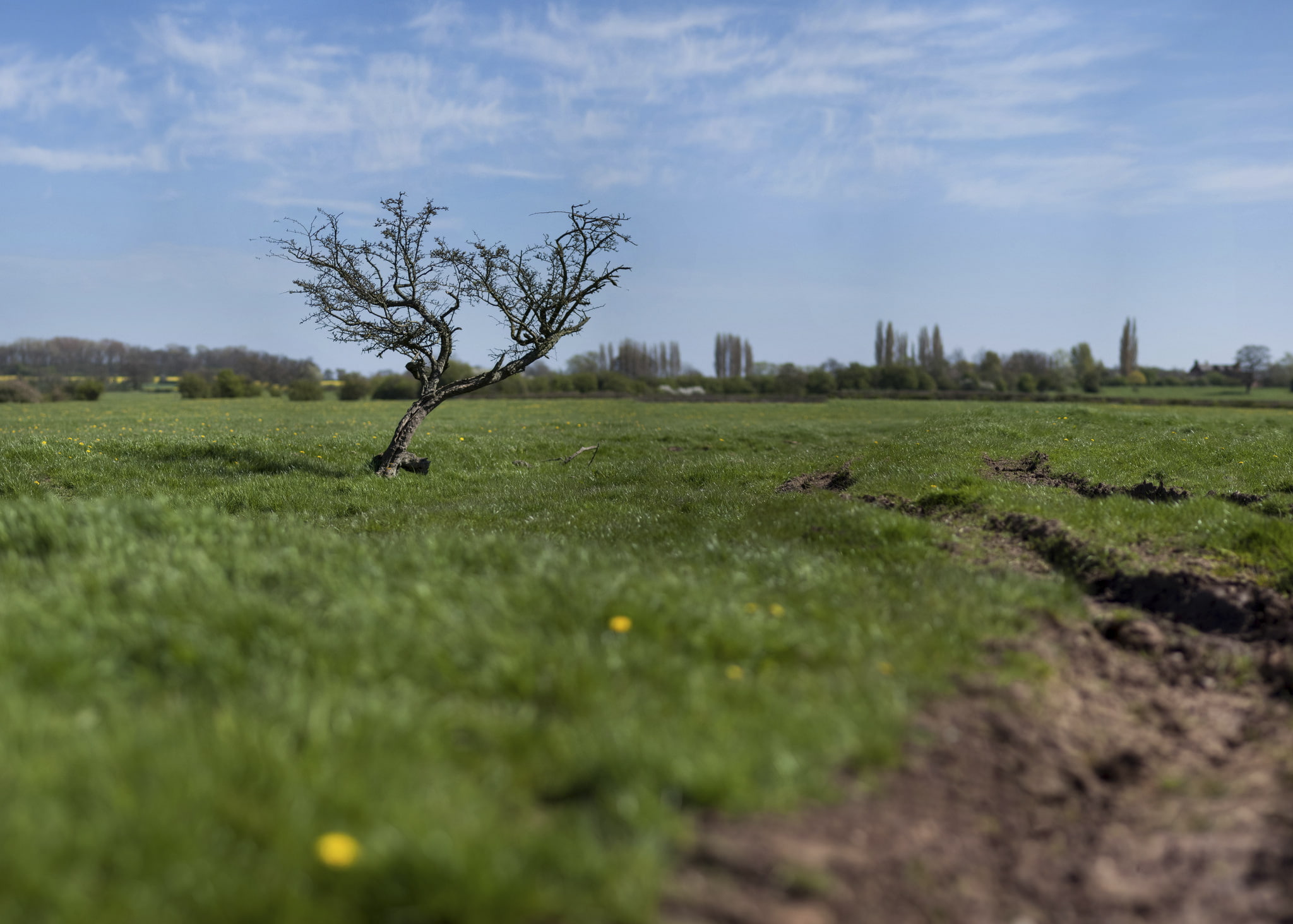 field, tree, effect, Tilt-Shift