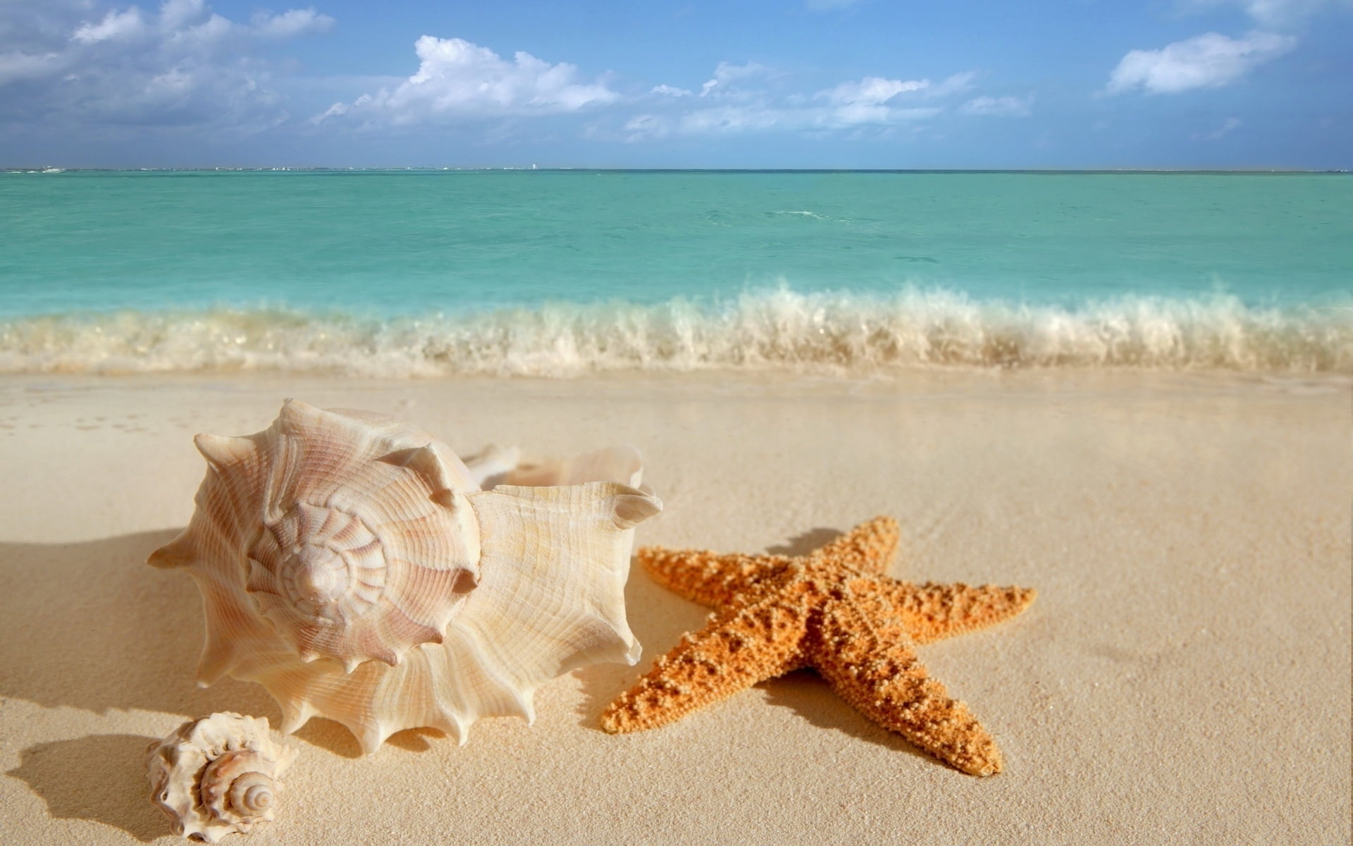 yellow starfish and white conch shell, cockleshells, sinks, coast