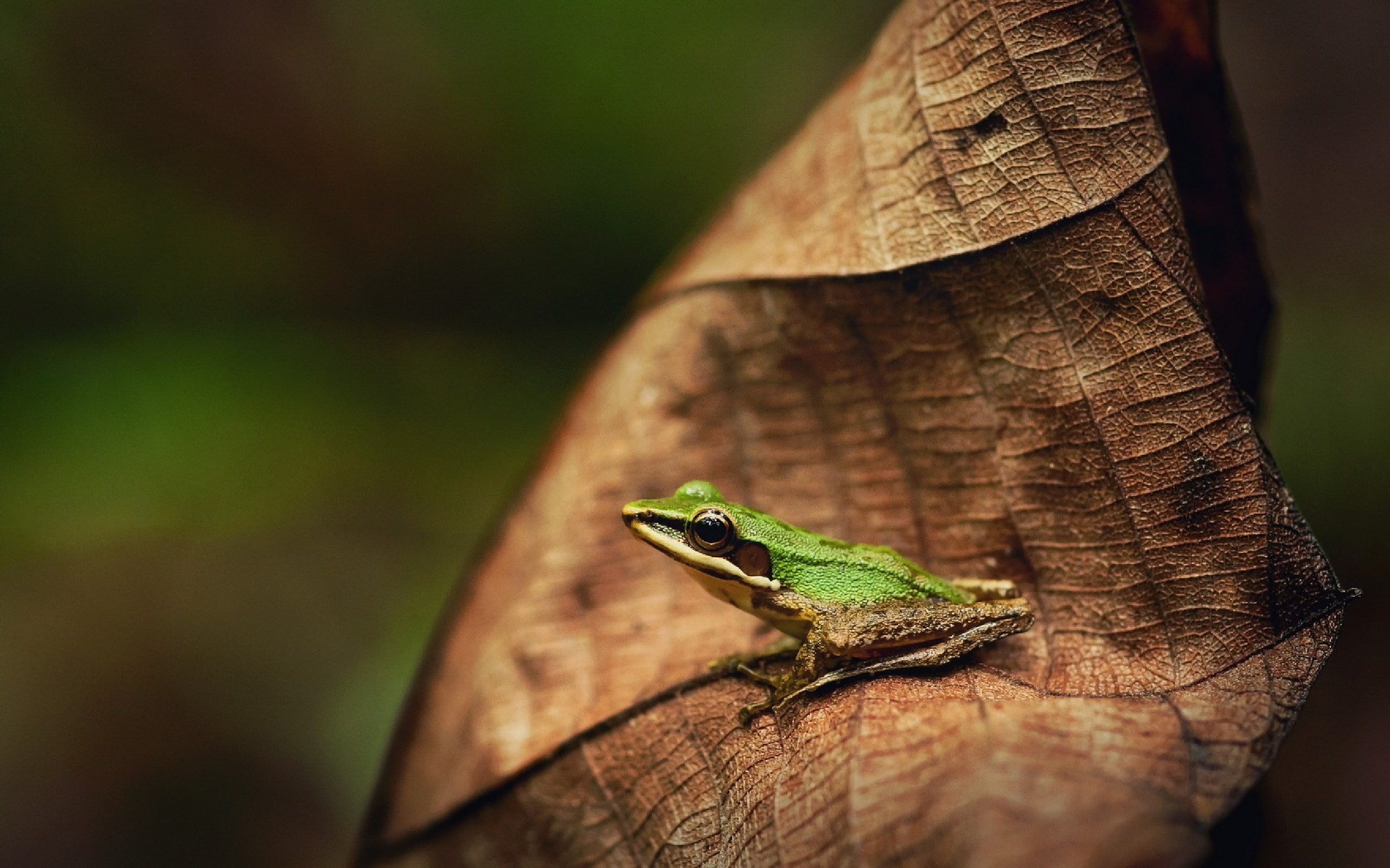 Frogs