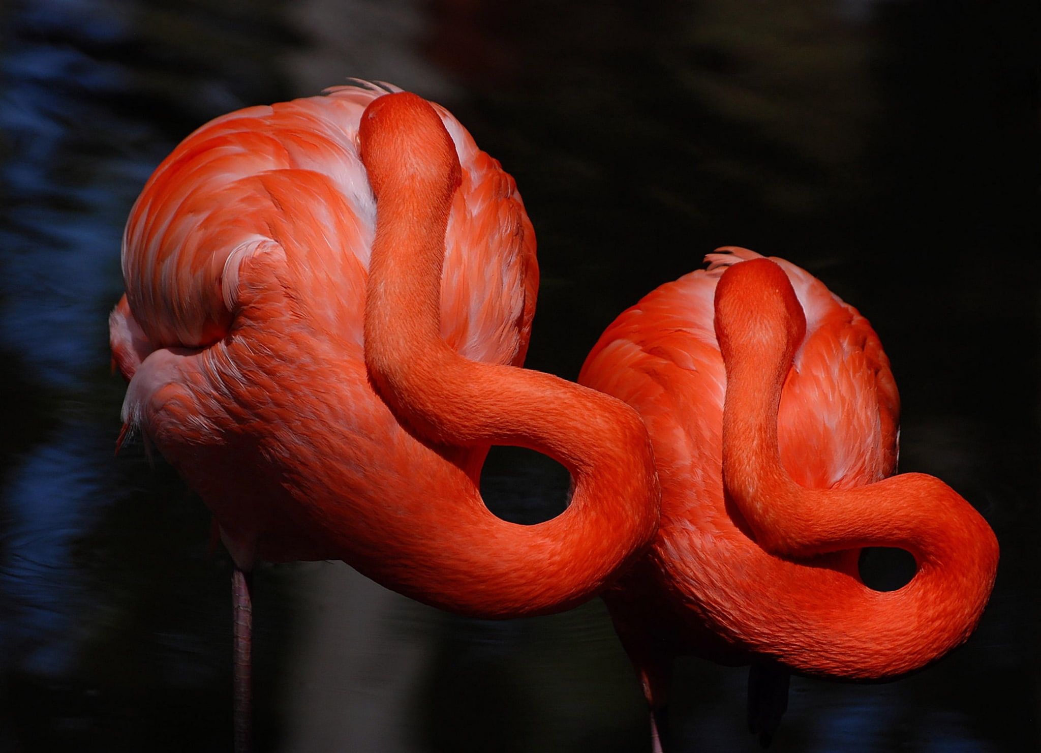 Free download | HD wallpaper: flamingo screensavers and backgrounds ...