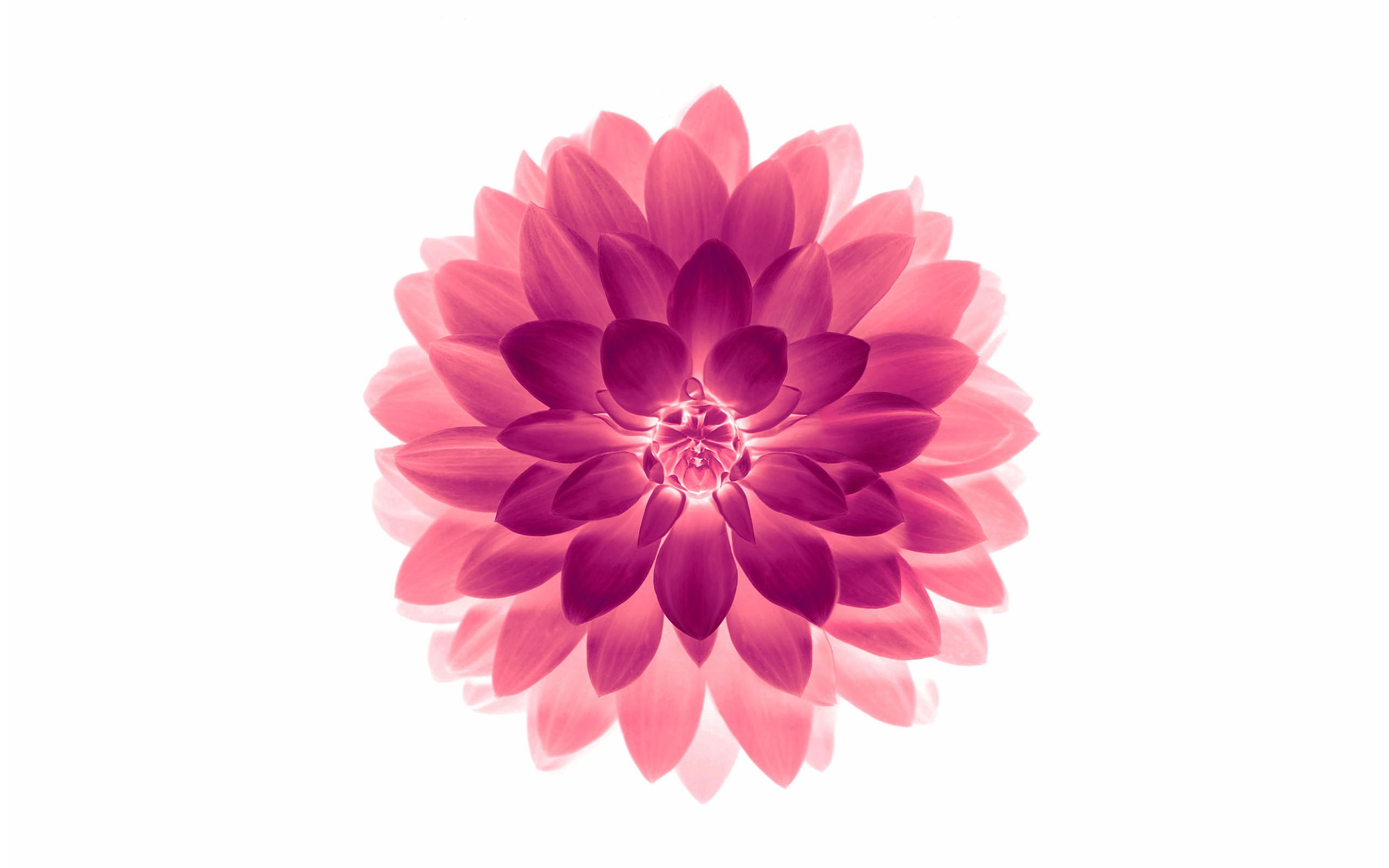 Apple iOS 10 iPhone 7 Plus HD Wallpaper 02, pink dahlia flower