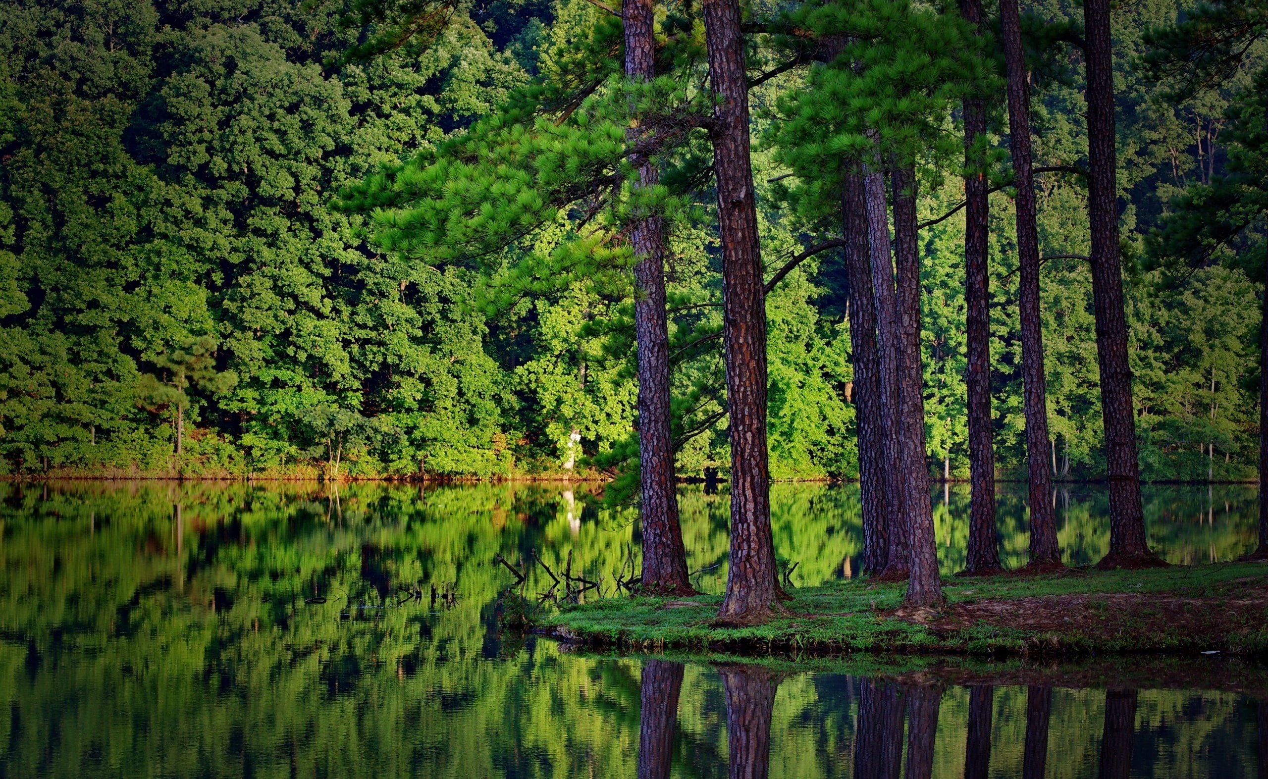 Forest Reflection, green leafed trees, Nature, Forests, plant