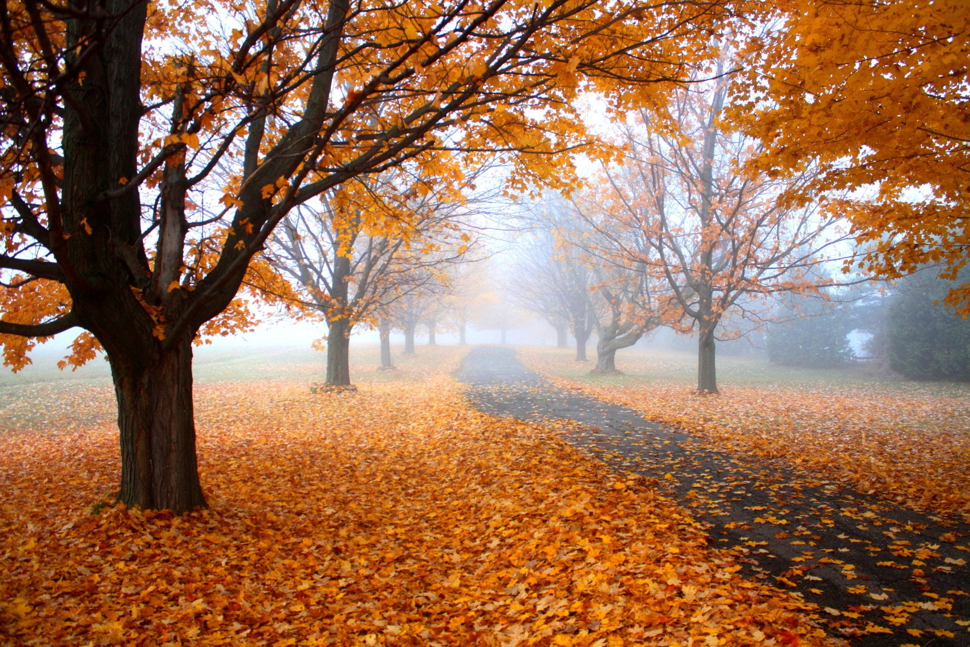 Man Made, Path, Fall, Foliage, Leaf, Orange, Sidewalk, Tree