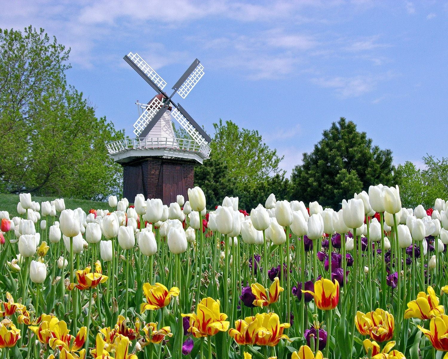 brown and white windmill, tulips, flowers, field, springtime