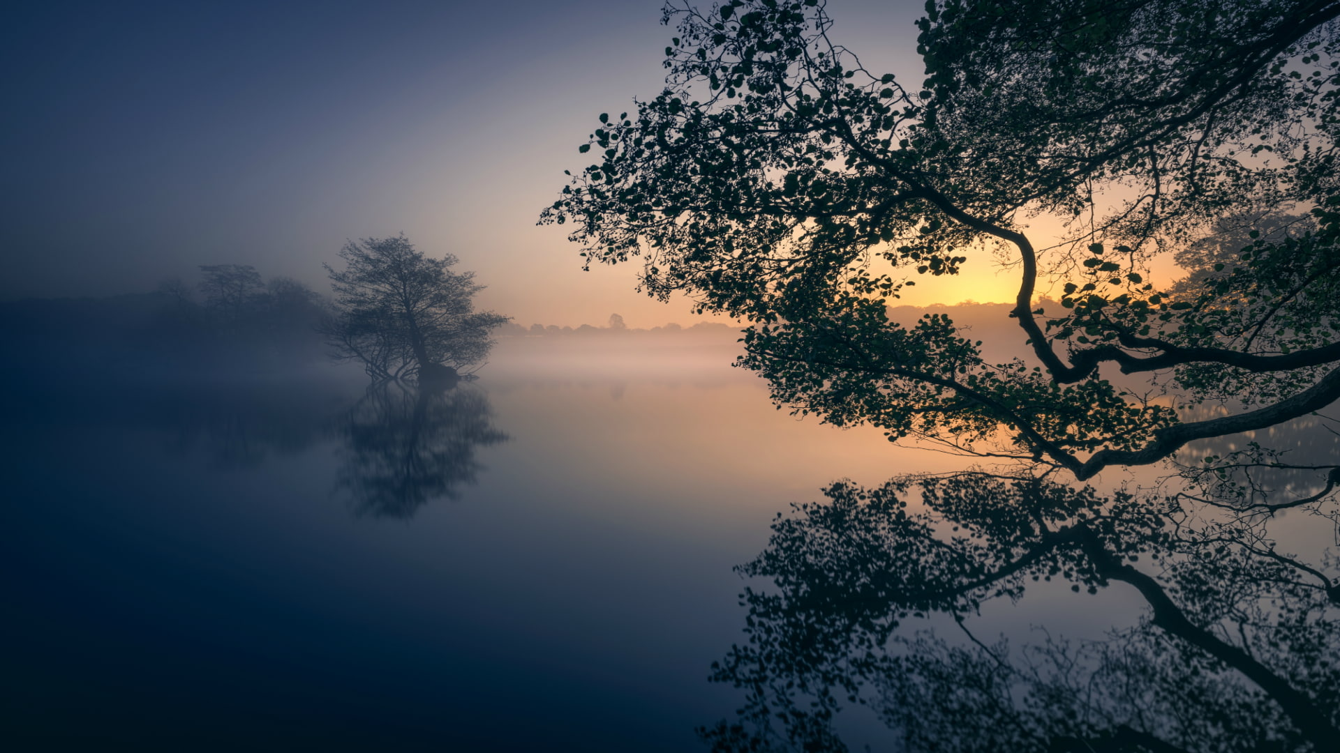 Reflection, tree, water, tranquility, plant, tranquil scene, sky