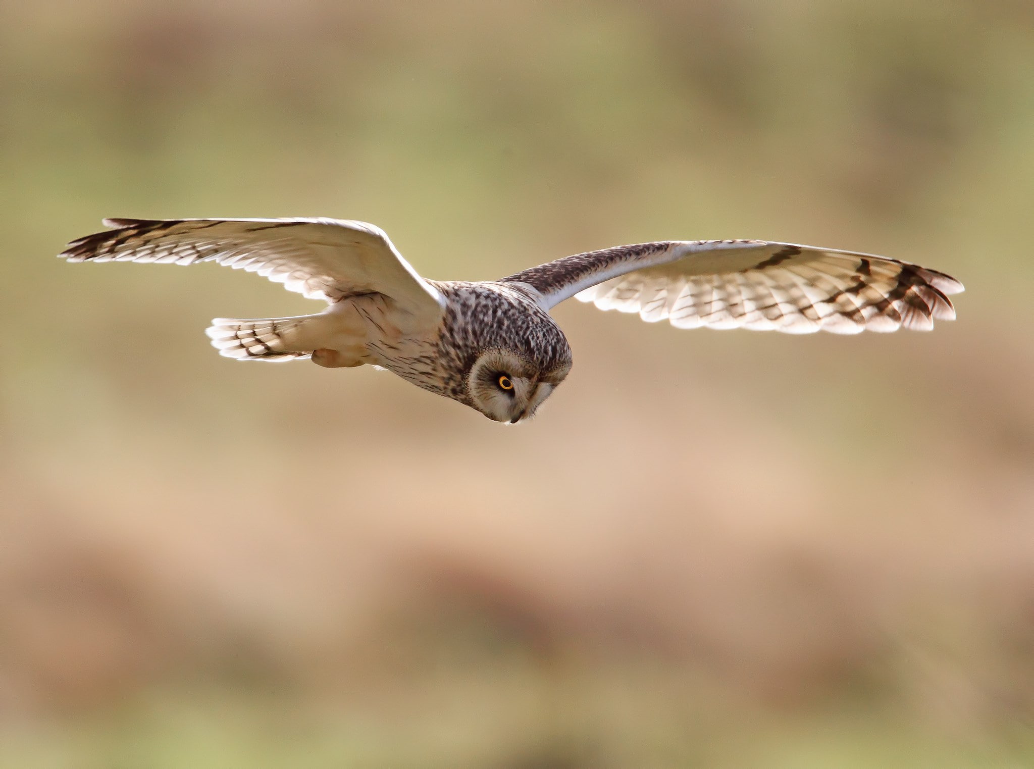 owl