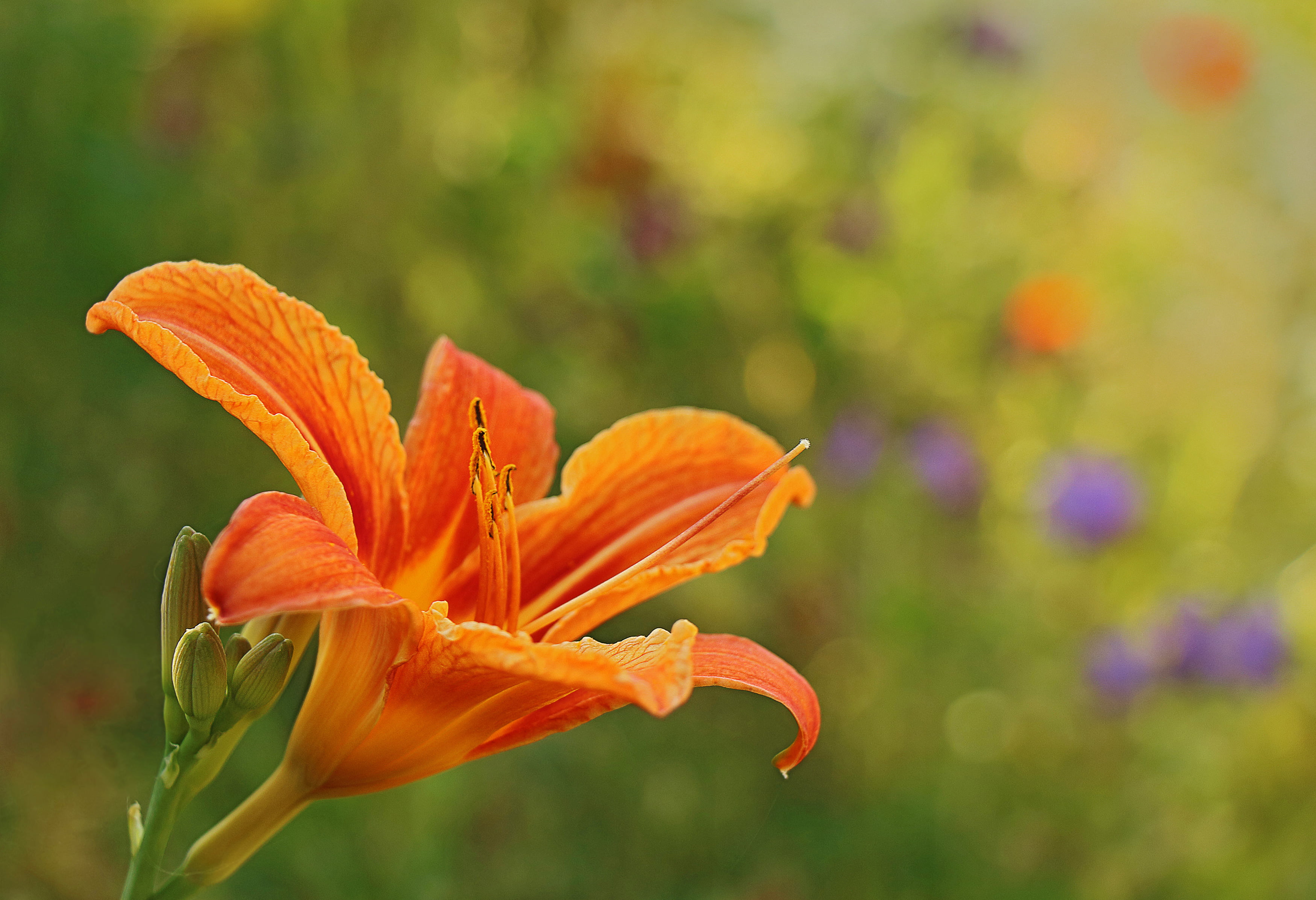 selective-focus photography of orange petaled flower, Blumen