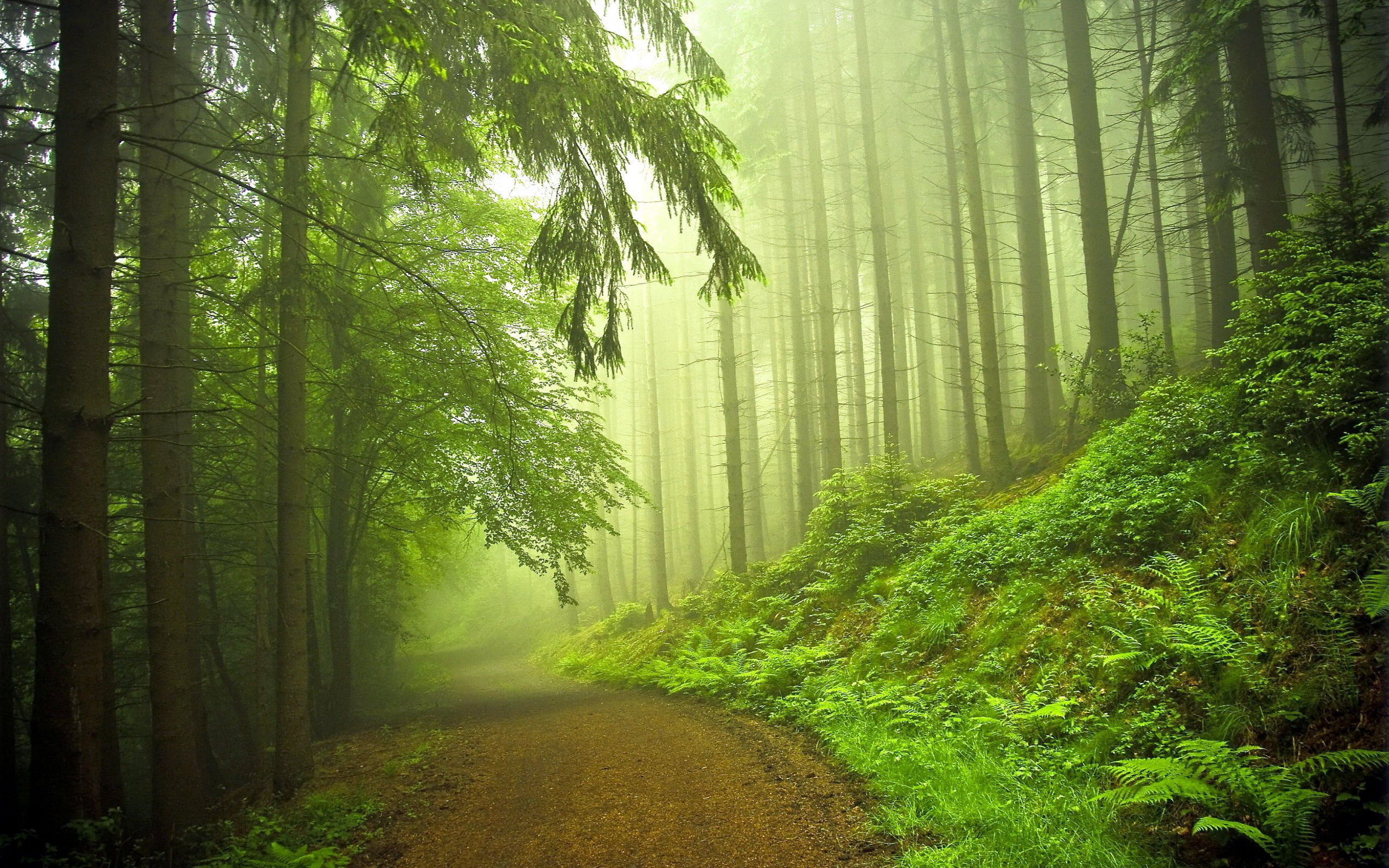 Early Morning Forest, green leafed trees, Nature, Scenery, fog