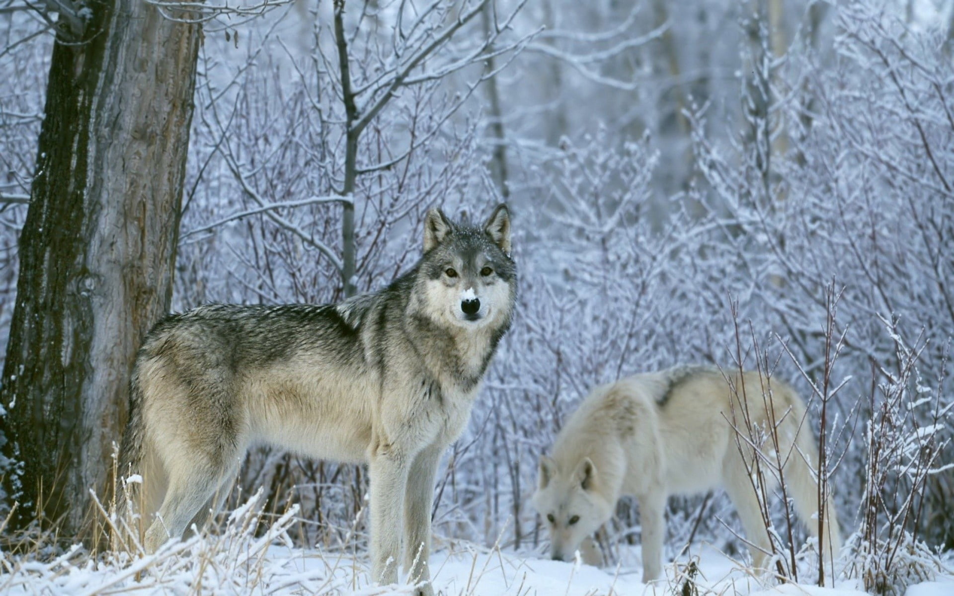 two adult gray Czechoslovakian wolfdogs, wolves, forest, snow
