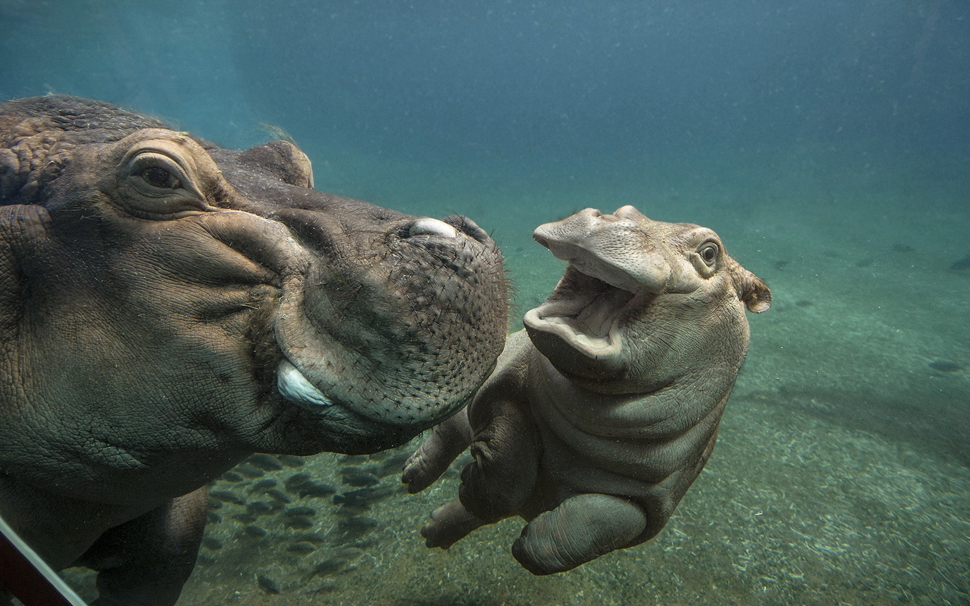 Hippos in water, nature, zoo