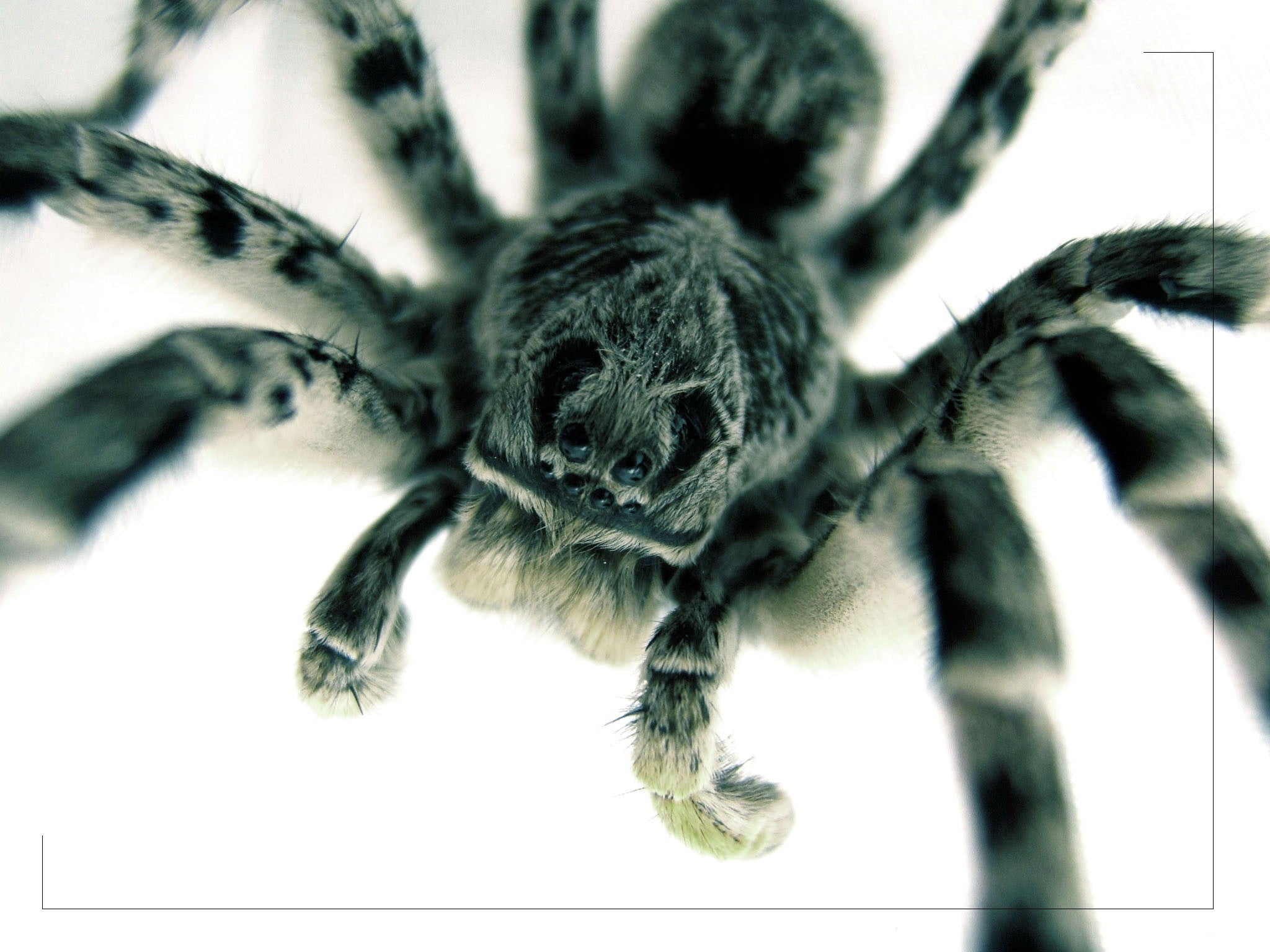 black tarantula, eyes, Macro, spider, animal themes, one animal
