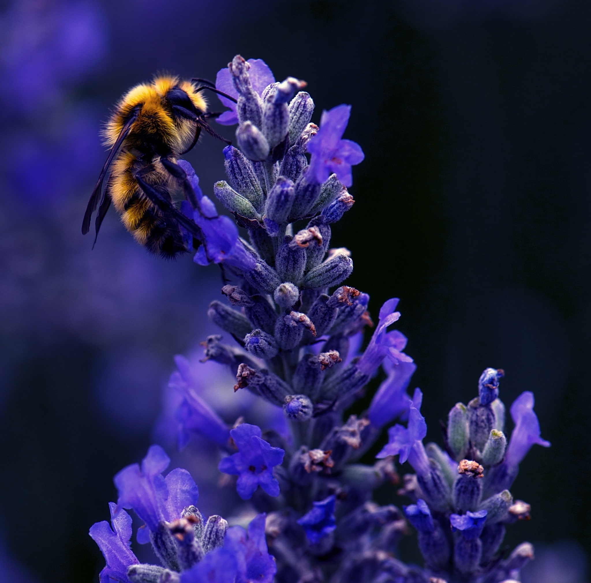 Bumblebee, Animals, Insects, Dark, Purple, Flowers, Photography