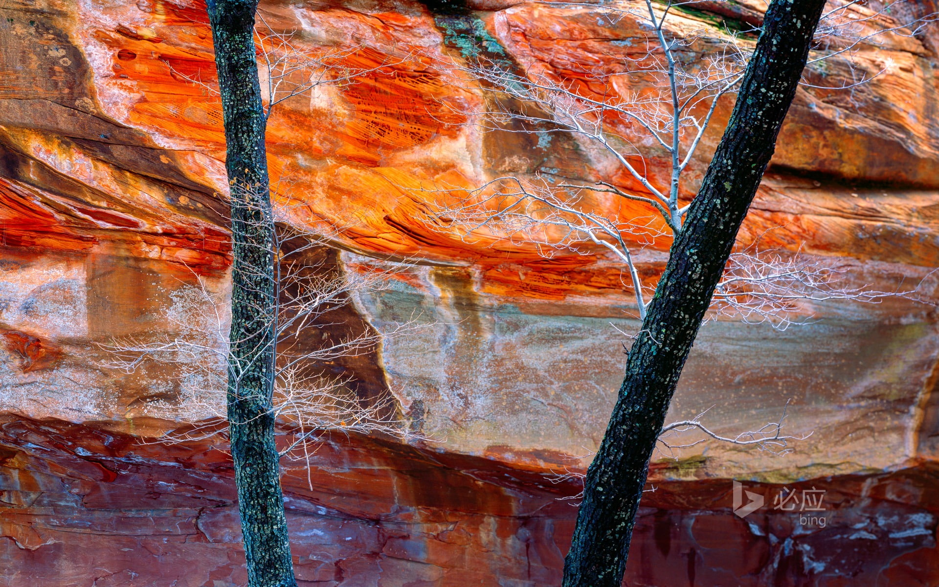Oak Creek Canyon Arizona-November 2015 Bing Wallpa.., orange color