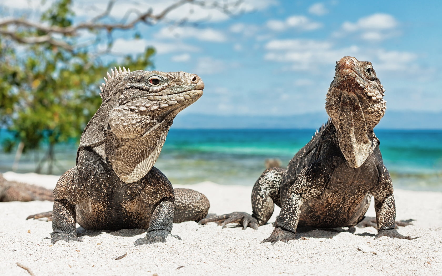 two comodo dragons, iguanas, beach, sand, steam, reptiles, animal
