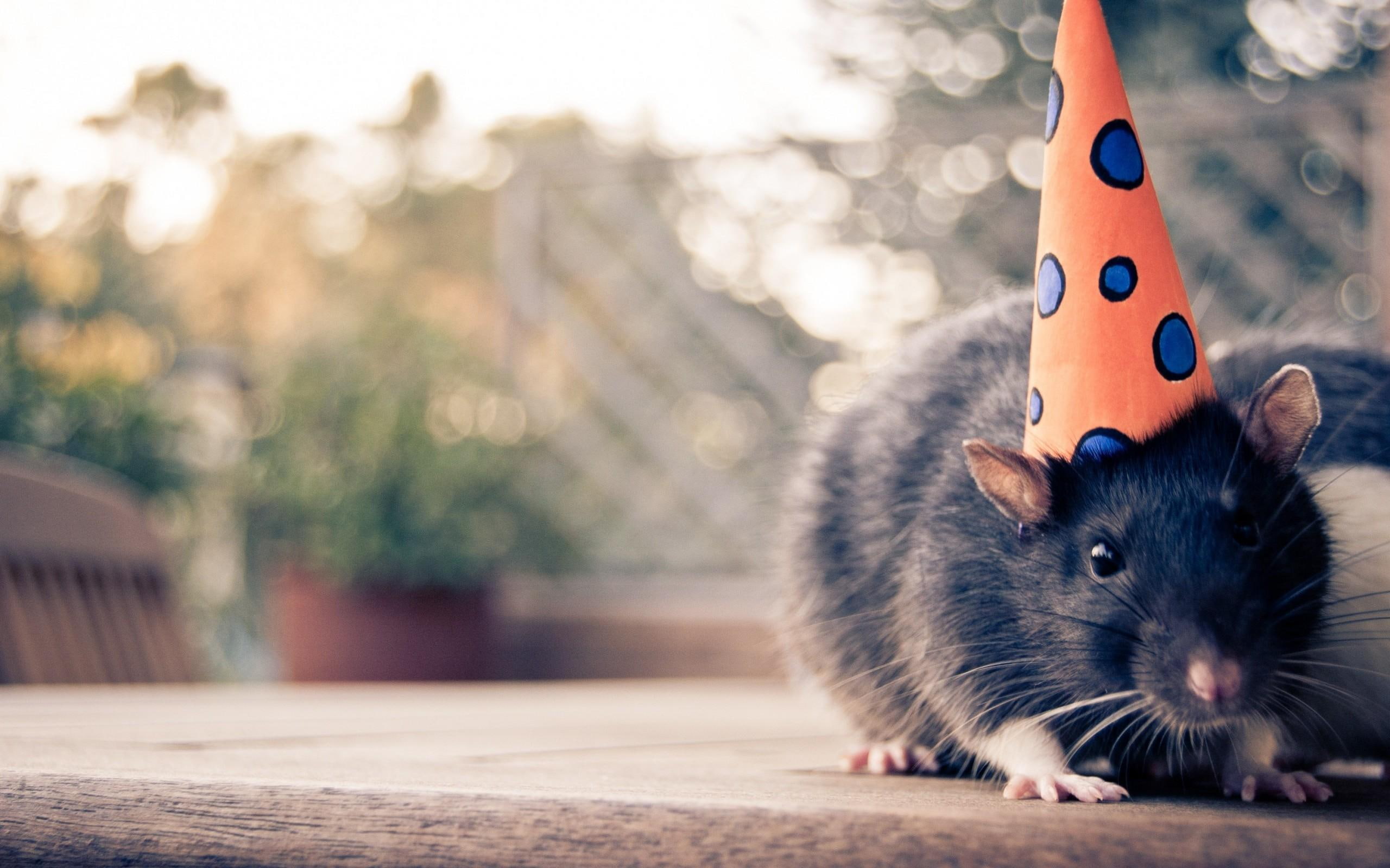 Mouse With Hat, black rodent with orange and blue polka dotted party hat