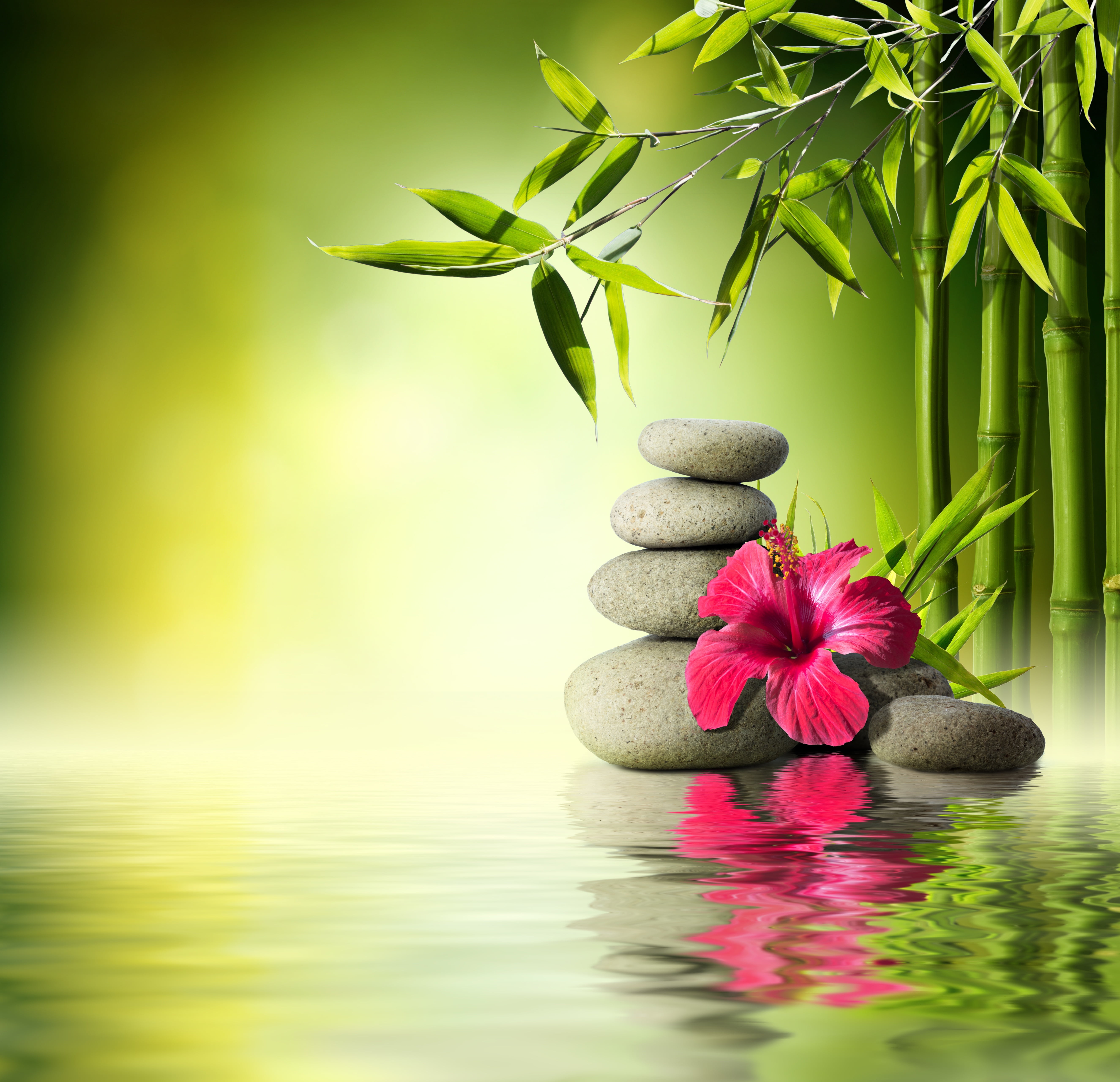 gray stones near hibiscus, flower, water, bamboo, orchid, reflection