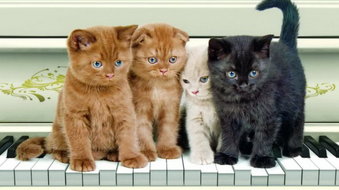 Cats, Piano