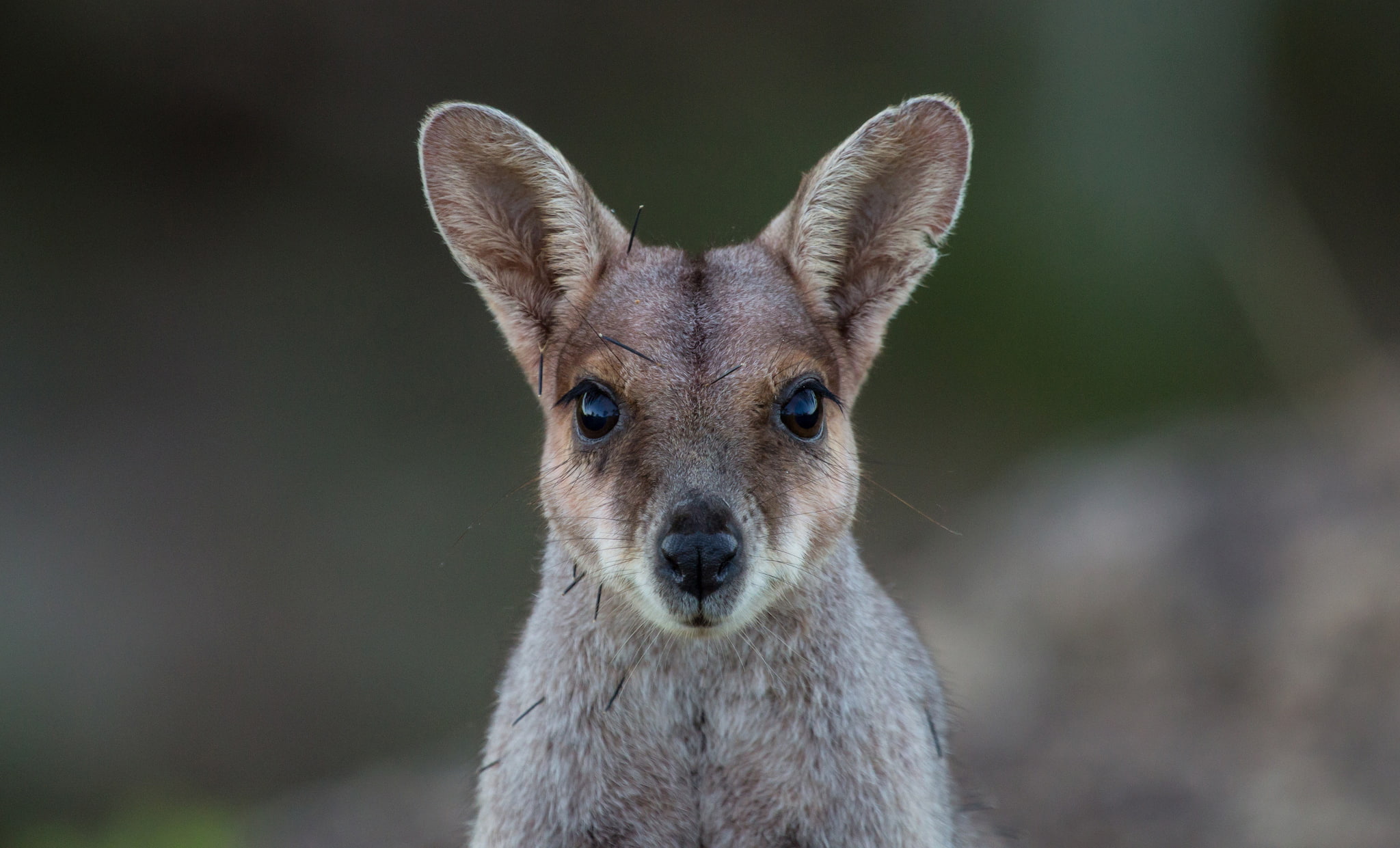 look, muzzle, kangaroo