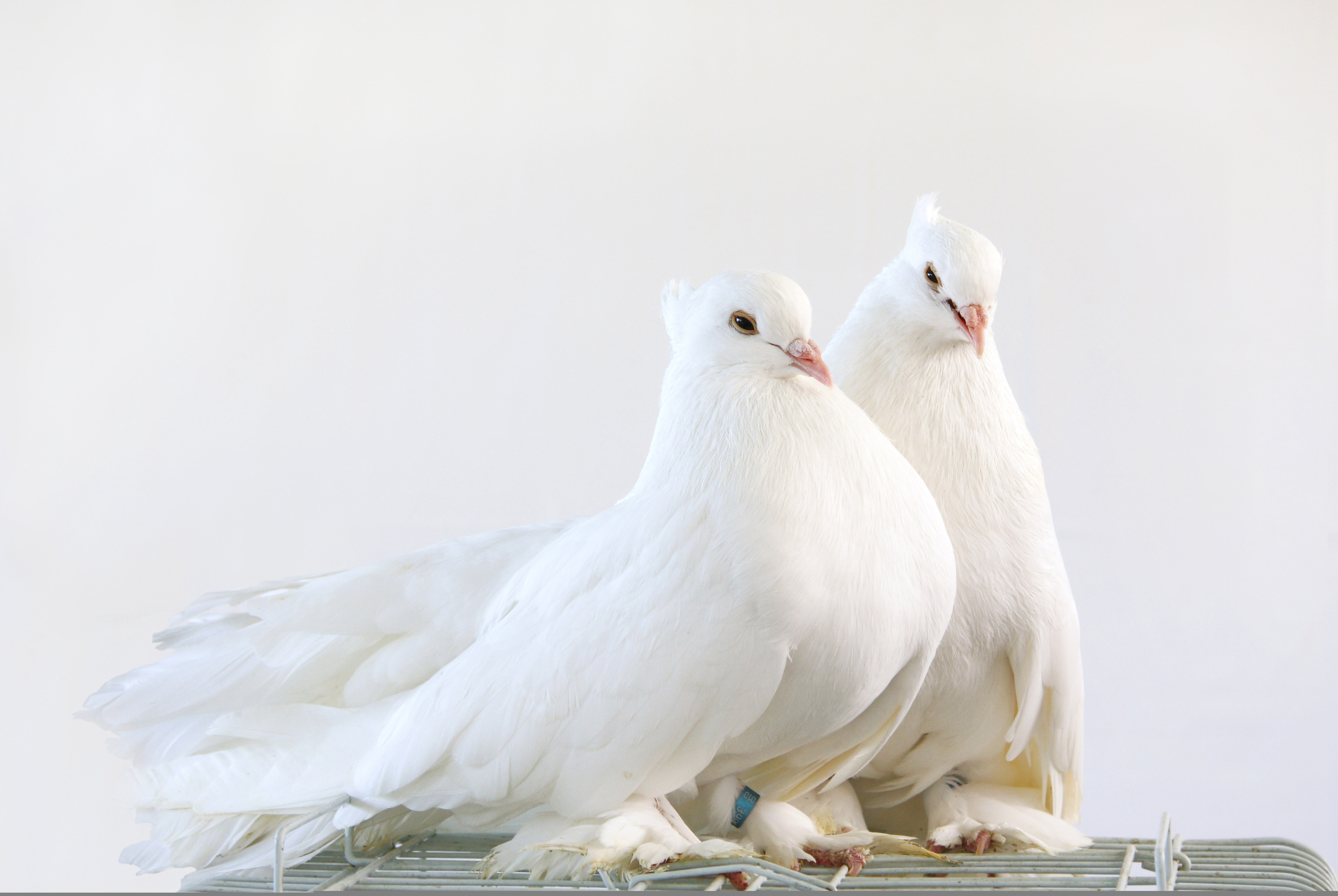 white, cute, pigeon pair