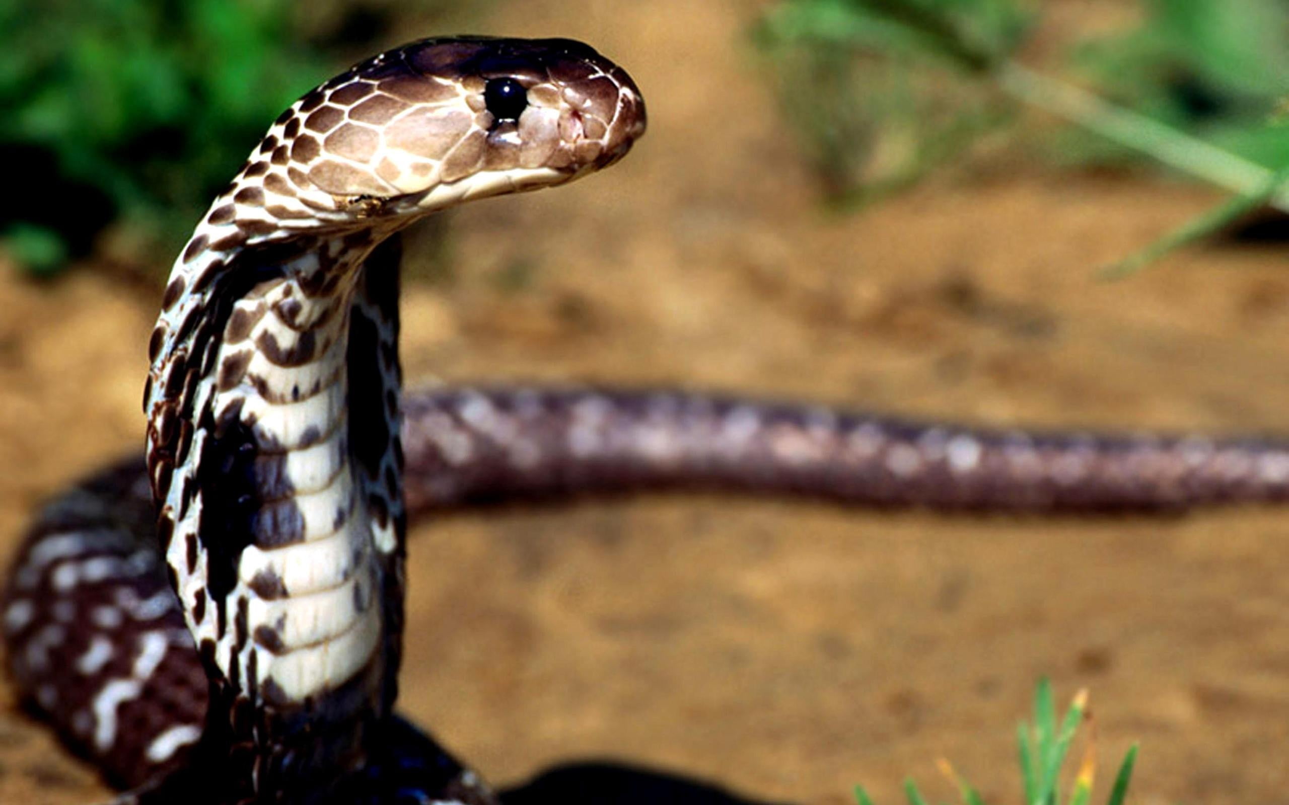 brown and white cobra, snake, poisonous, eyes, reptile, animal