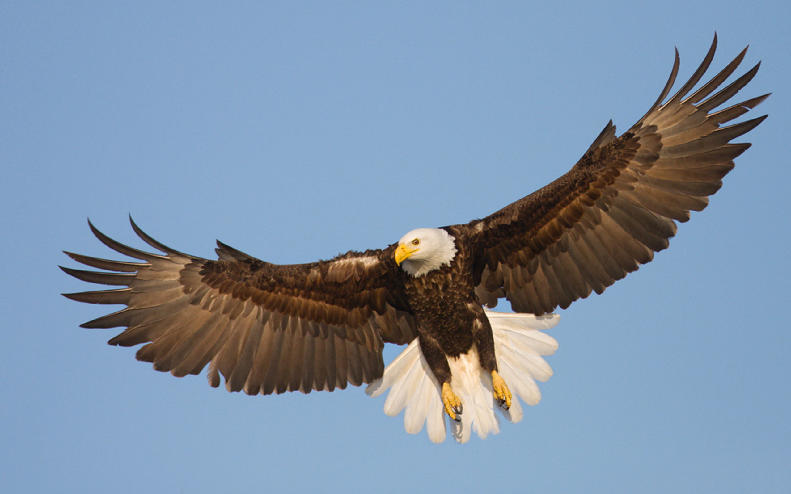 Beautiful Raptor Bald Eagle In Flight, Wings Spread Wallpaper Hd Resolution 2560×1600
