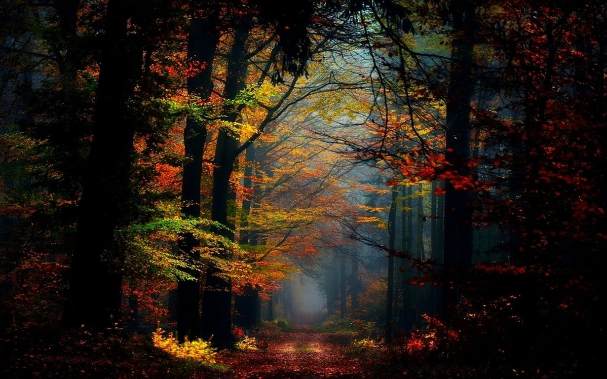 nature, landscape, fairy tale, mist, forest, fall, colorful