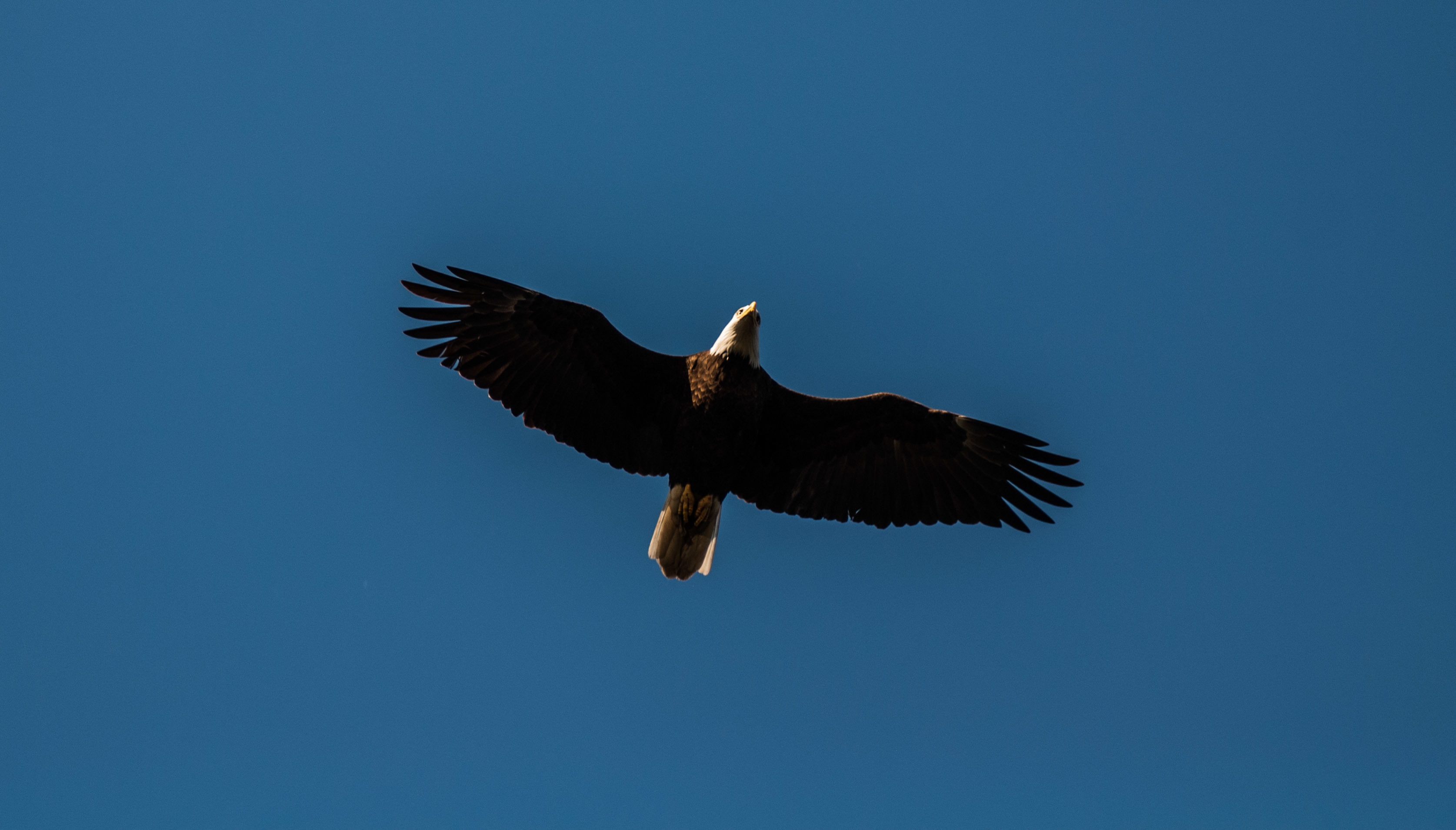 bird, flight, Bald Eagle