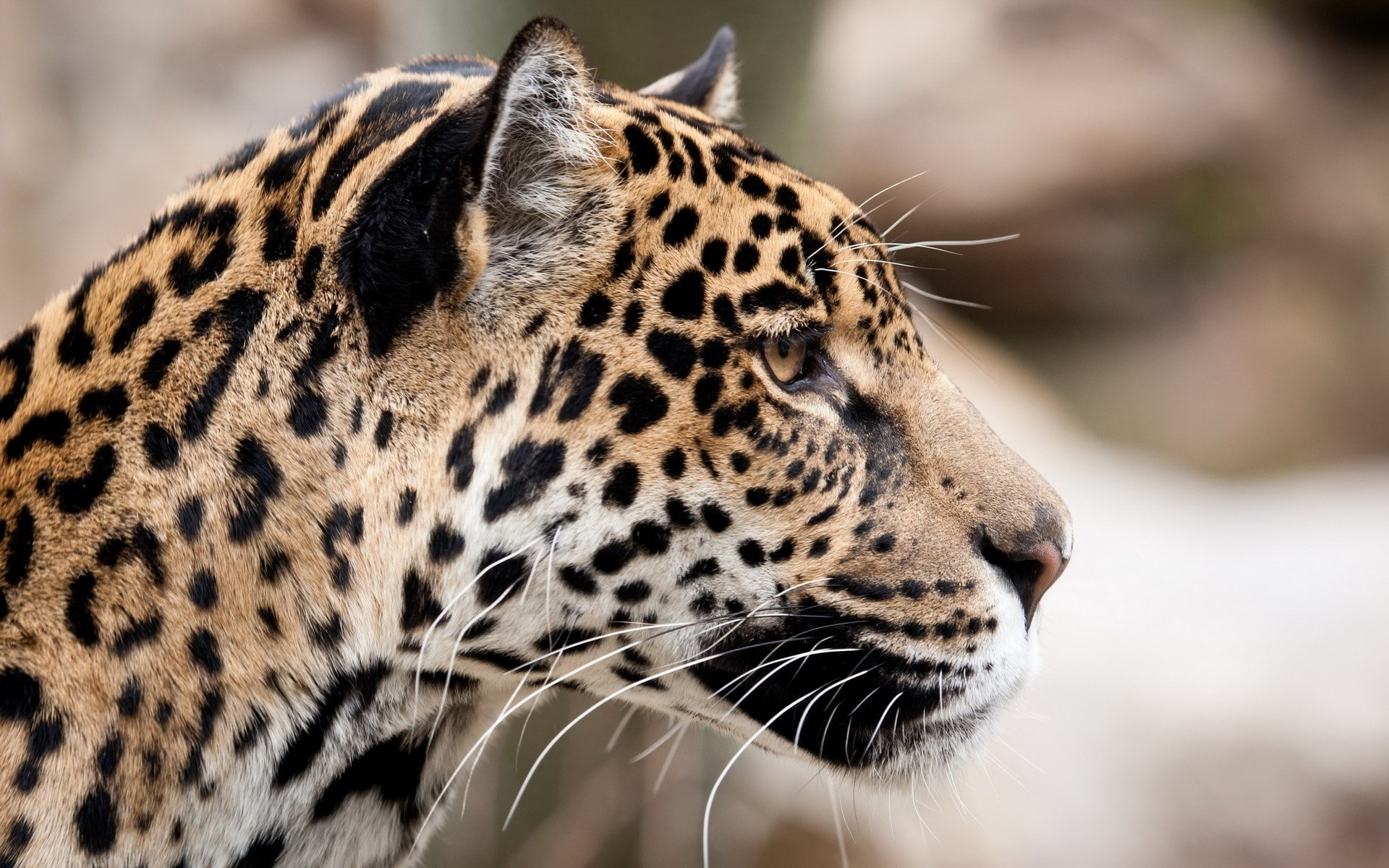 leopard