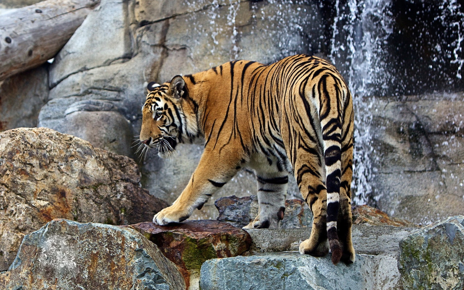 animals, Tiger