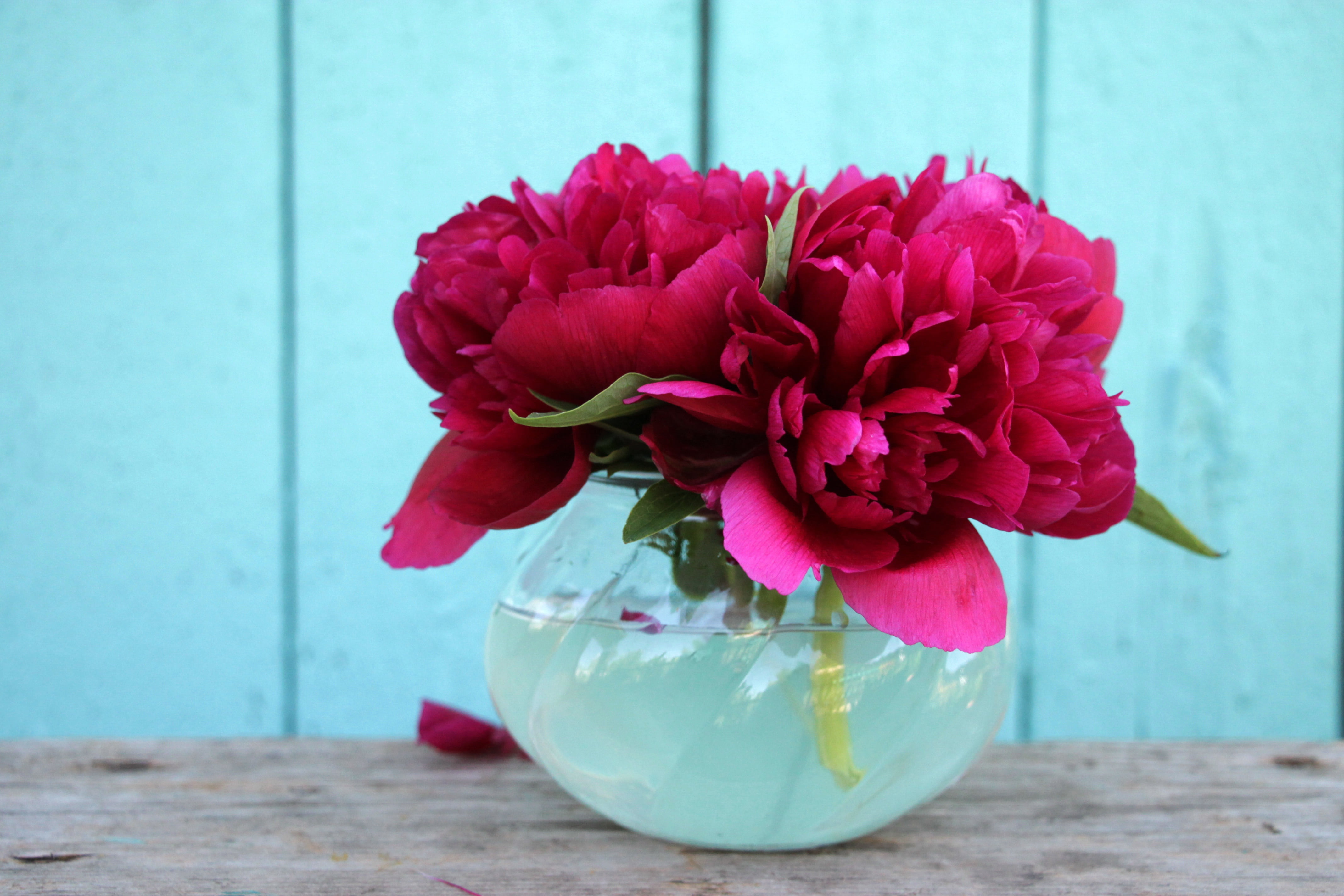 flowers, background, bouquet, peonies, peony, flowers in a vase